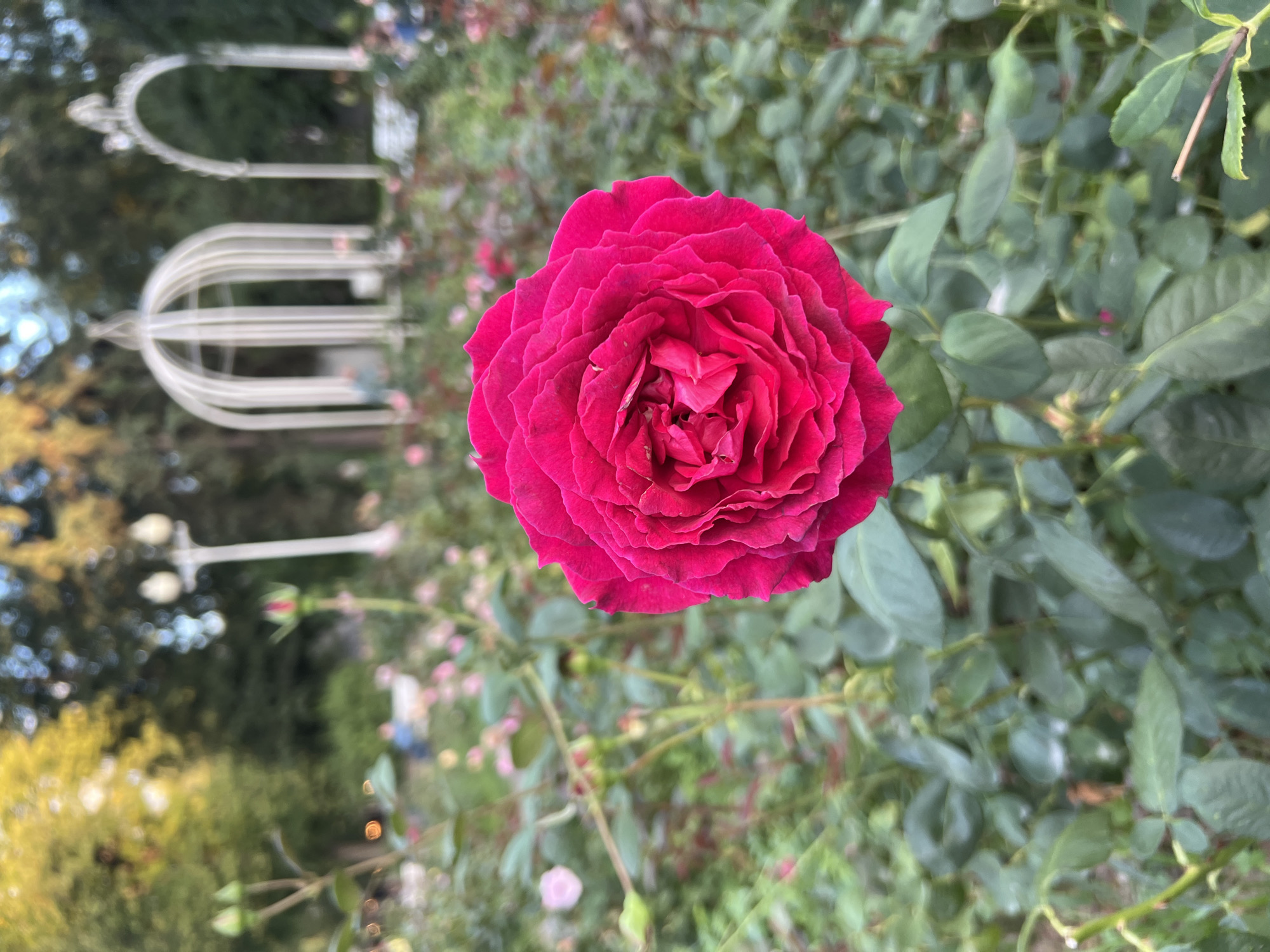 A vibrant, close-up shot of a single, fully bloomed fuchsia rose dominates the foreground of this image. The rose is centered, with its intricate petals unfurling outwards. In the background, a blurred garden setting unfolds. Green foliage and the soft pink and white hues of other roses create a bokeh effect. Further in the distance, decorative white garden structures, resembling a gazebo and an archway, are visible against a backdrop of trees with golden and green leaves, suggesting an autumn setting. The lighting indicates it is daytime, possibly late afternoon given the warm tones in the foliage. No people are clearly identifiable in the scene. The overall impression is of a serene and picturesque garden.