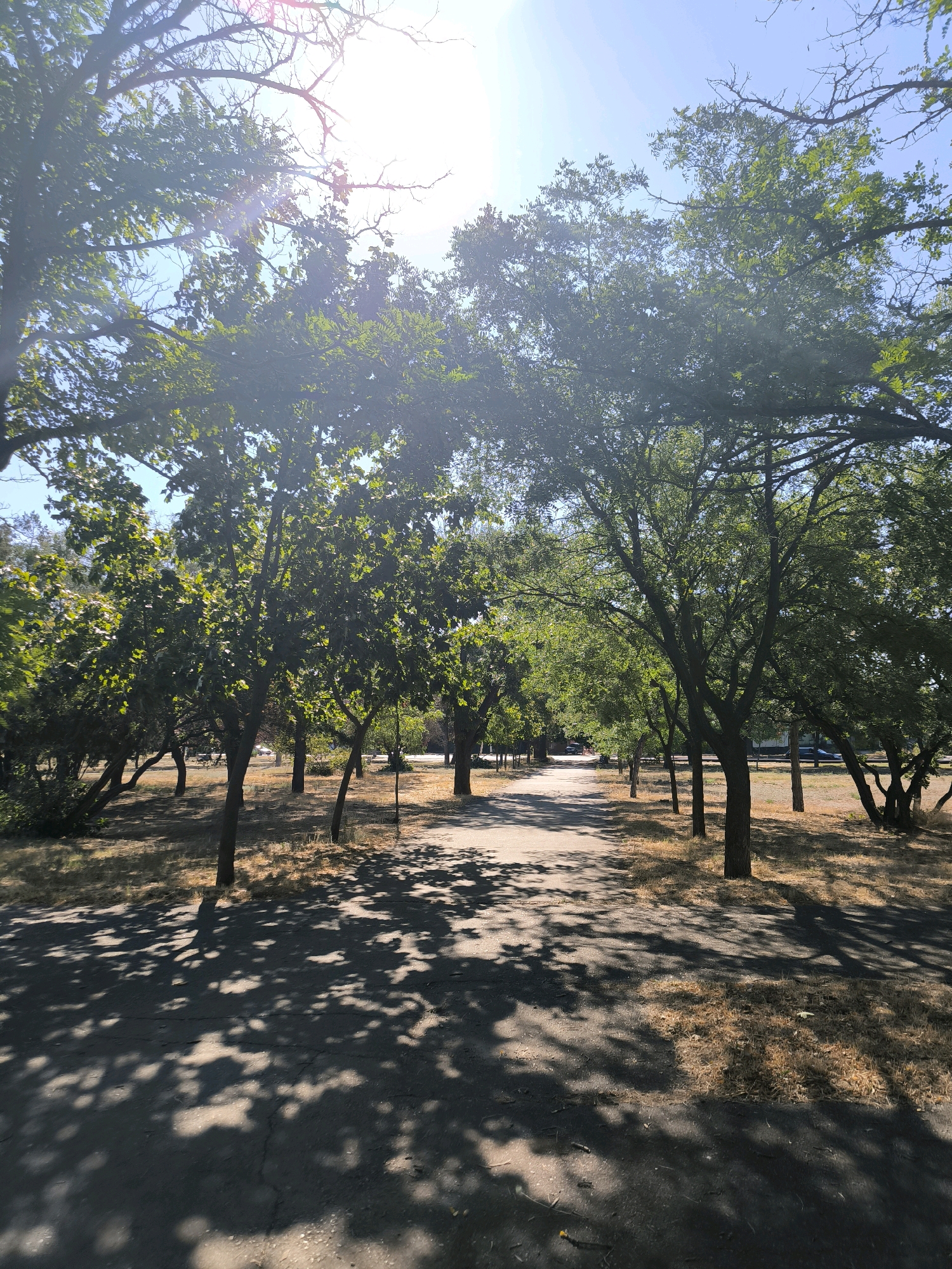 The image depicts a tree-lined pathway in a park-like setting, under a clear blue sky. The sun is bright, casting strong shadows of the leaves and branches onto the asphalt path. The trees are green and lush, suggesting a warm season. The ground beside the path is covered with dry grass and fallen leaves. In the distance, the path continues, and the tops of more trees are visible. There are no people or animals clearly visible in the foreground or middle ground of the image. The scene appears serene and natural, characteristic of a public park.