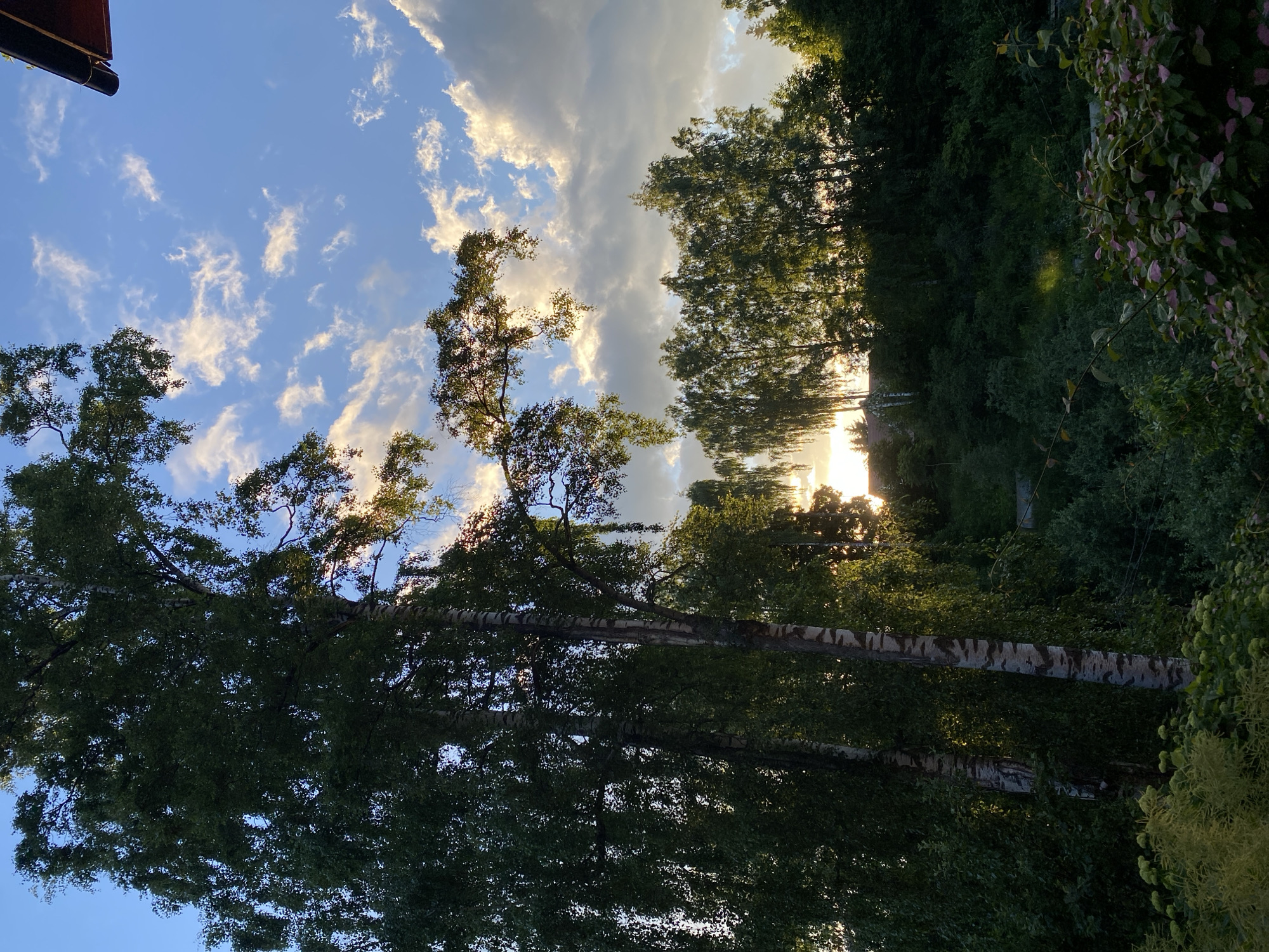 The image captures a natural scene in Voeikovo, Russia, under a partly cloudy sky at dusk. In the foreground, two birch trees with distinctive white and black bark stand tall. Their leaves are a lush green, and branches extend upwards and outwards. Behind the birch trees, a dense line of various trees forms a dark green backdrop, creating a layered effect. The setting sun is visible through a gap in the trees, casting a warm, golden light that illuminates the clouds and highlights the foliage. The sky is a vibrant blue, interspersed with fluffy white and grey clouds, some tinged with the sunset's glow. In the bottom right corner, a portion of what appears to be a building's roof, dark red in color, is visible, suggesting a nearby human-made structure. The overall impression is one of a serene natural landscape at the end of the day.