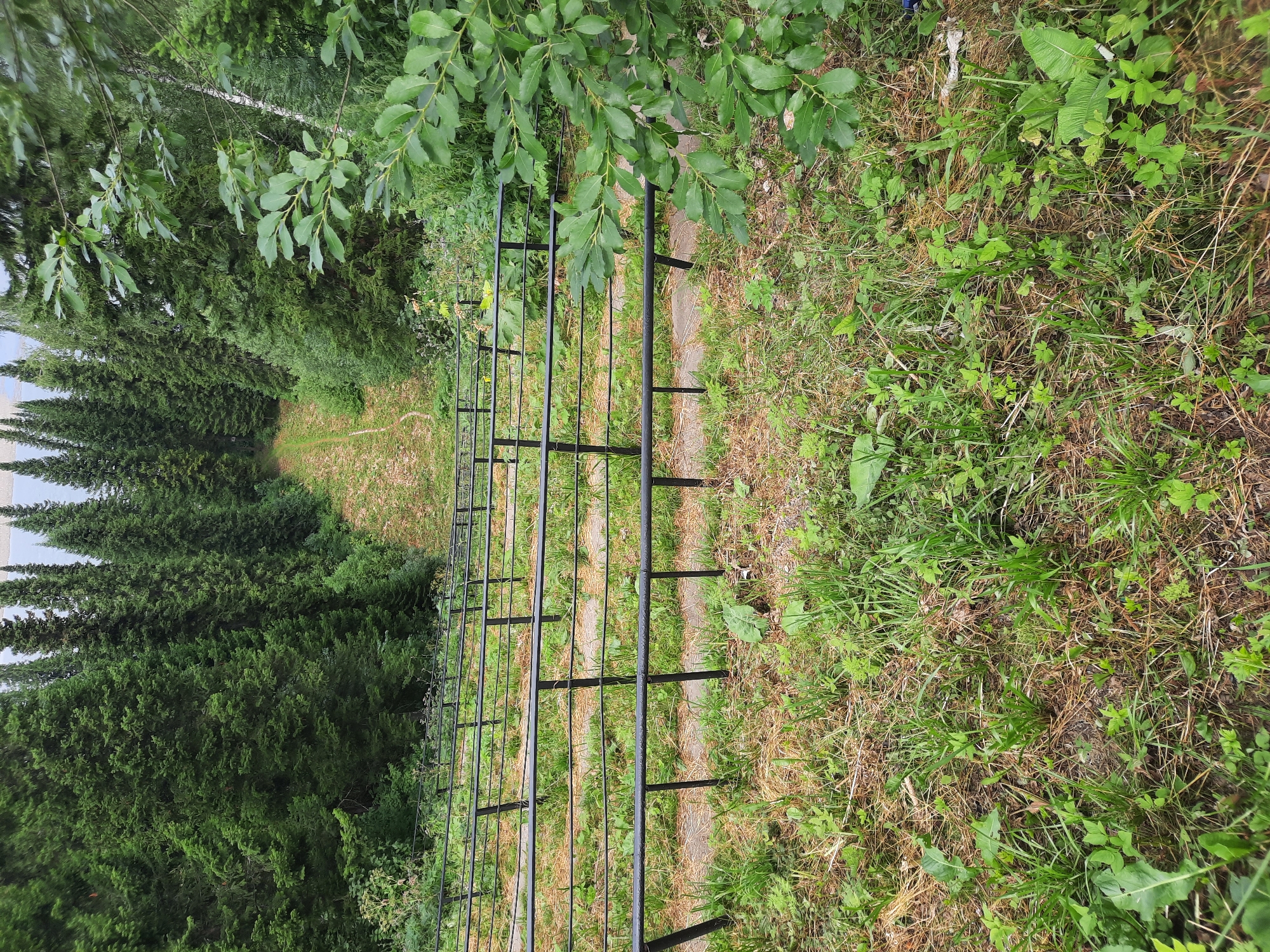 The image depicts a steep, descending pathway or staircase bordered by black metal railings on both sides. The pathway itself appears to be made of stone slabs interspersed with dry grass and scattered green foliage. The railings are evenly spaced and run parallel to each other, creating a structured descent. Surrounding the pathway is a dense forest of evergreen trees, predominantly tall spruces, which line the upper and sides of the scene. The ground in the foreground and along the edges of the pathway is covered with a mix of green grass, dry leaves, and some scattered weeds. The overall environment suggests an outdoor, natural setting, likely a park or a trail in a forested area. The scene is viewed from a high vantage point, looking down the slope of the pathway. There are no people or animals visible in the image.