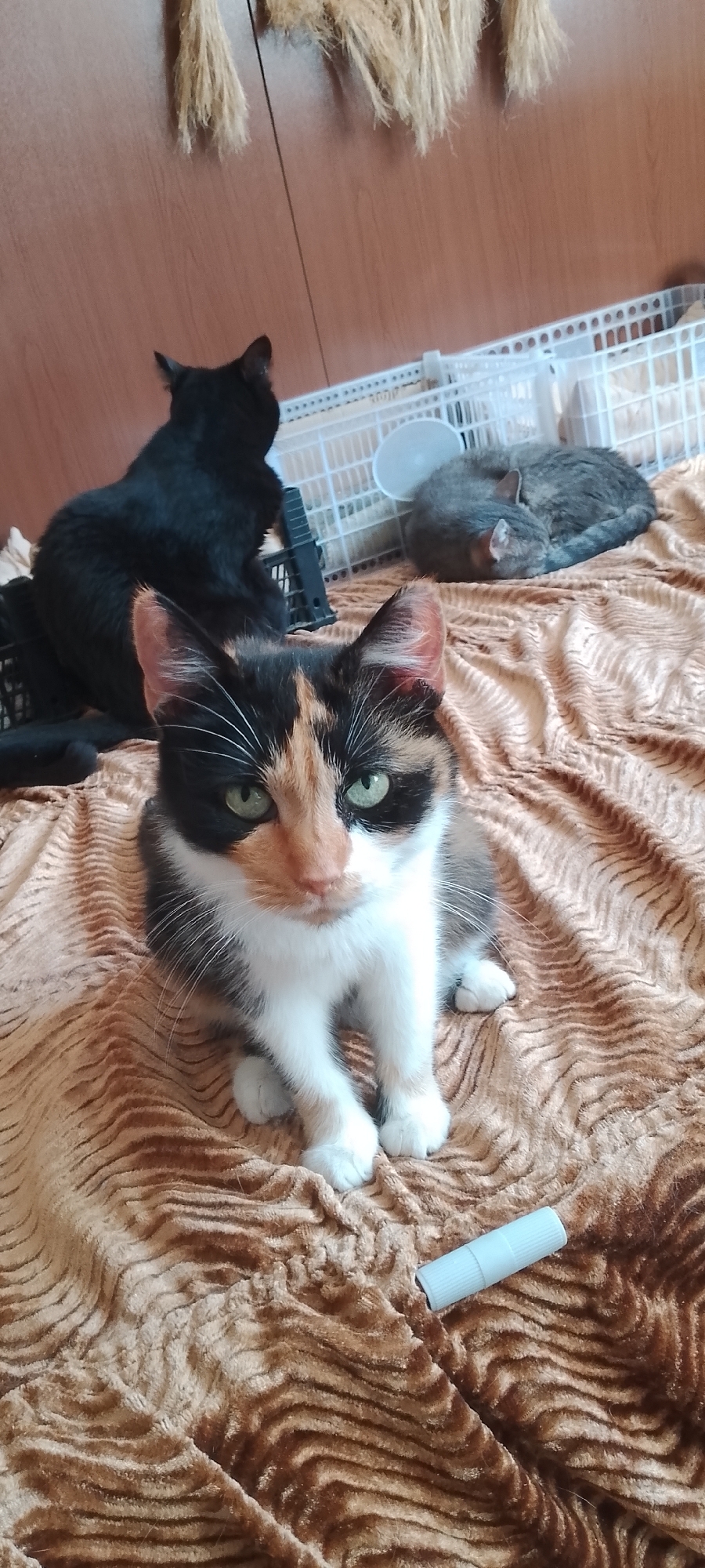 The image depicts an indoor scene with three cats. In the foreground, a calico cat with green eyes is seated, looking directly at the camera. Behind it, a black cat is partially visible, facing away from the camera. To the right, a grey tabby cat is curled up, sleeping. The cats are on a brown, textured blanket. In the background, a white plastic cage structure is visible, and part of a wooden wall with dried plants hanging from it can be seen. A small, white cylindrical object is on the blanket in the lower right corner of the image. There is no information in the image to determine the location in the city of Belgorod, Russia.