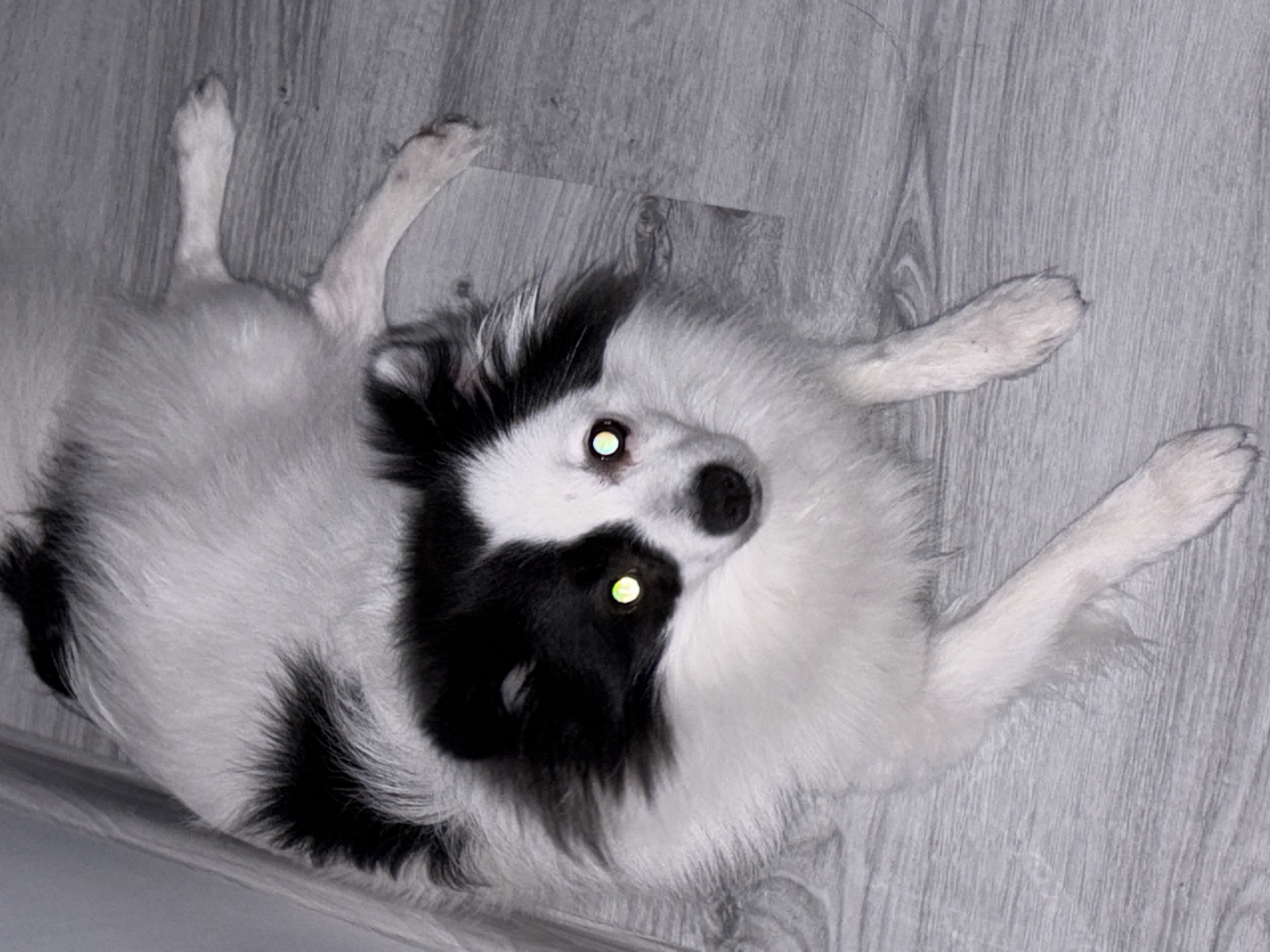 A black and white long-haired dog is lying on a grey wooden floor. The dog has black markings on its face and back. Its eyes are reflecting a green light. The image is taken from a high angle, looking down at the dog. The environment appears to be indoors, possibly a room in a residential building. There are no people visible in the image. There is a grey wall visible in the upper left corner of the image.