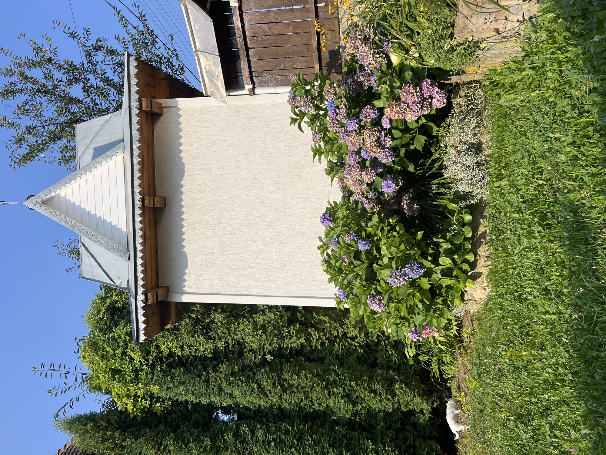In Yaremche, Ukraine, a small white dog is walking on a grassy lawn in front of a building with a light stucco exterior. The building has a decorative roof with a white, gabled facade and a metal roof. Next to the building, a dense cluster of hydrangeas blooms in shades of purple and pink. To the left of the building, tall evergreen trees stand, and to the right, a wooden gate is visible. The sky is clear and blue.