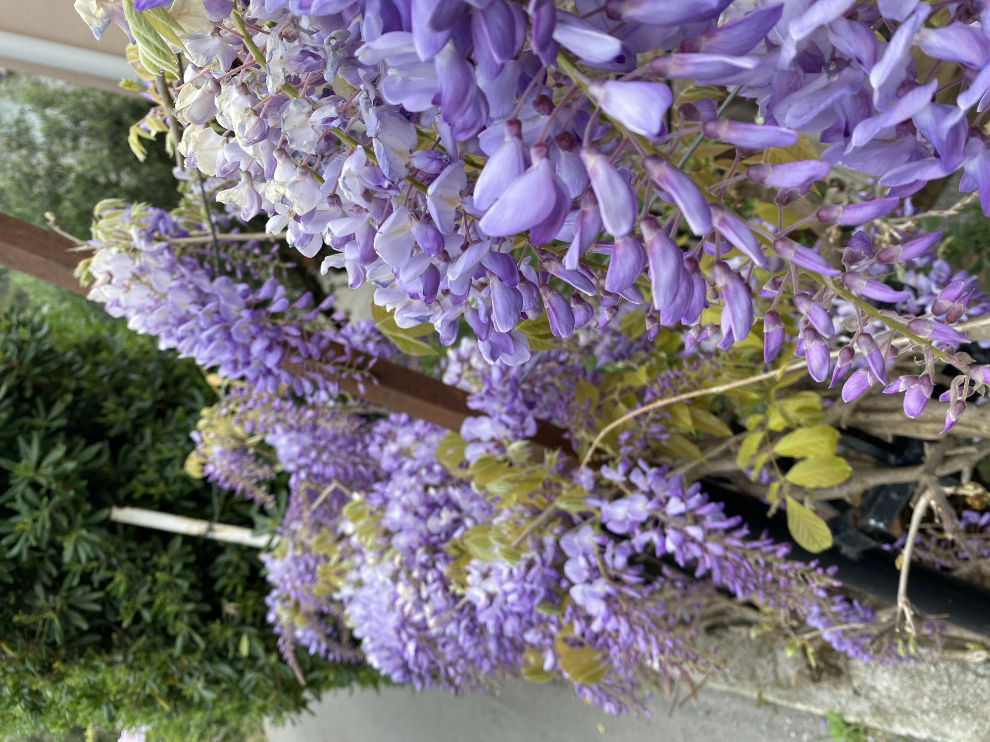The image shows a close-up of blooming wisteria flowers. The flowers are predominantly purple and white, cascading down in clusters. Some green foliage is visible among the flowers. A brown wooden structure is seen in the background, providing support for the wisteria. The location is unspecified in the image, and the city and country are not evident within the frame.