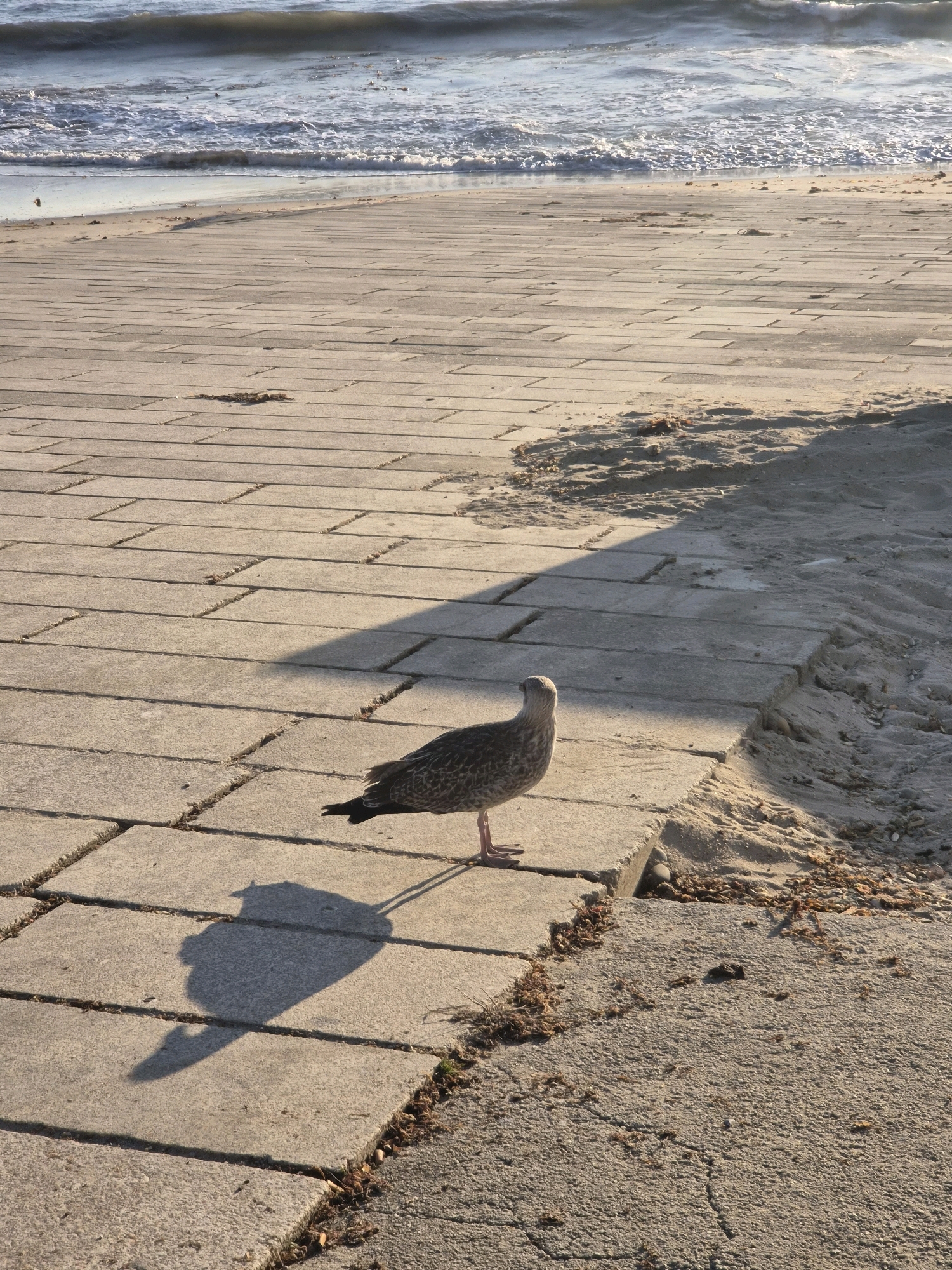 A single seagull stands on a paved walkway adjacent to a sandy beach. The walkway is made of rectangular concrete pavers laid in a running bond pattern. The sand is visible to the right of the walkway, with some dried seaweed and debris scattered on it. The ocean with gentle waves is in the background, reflecting the sunlight. The seagull is facing to the left and its shadow is cast on the pavers. The scene appears to be a public space near the coast, possibly a promenade or boardwalk. The lighting suggests it is either early morning or late afternoon, given the long shadow. The location is the city of Esposende, Portugal.