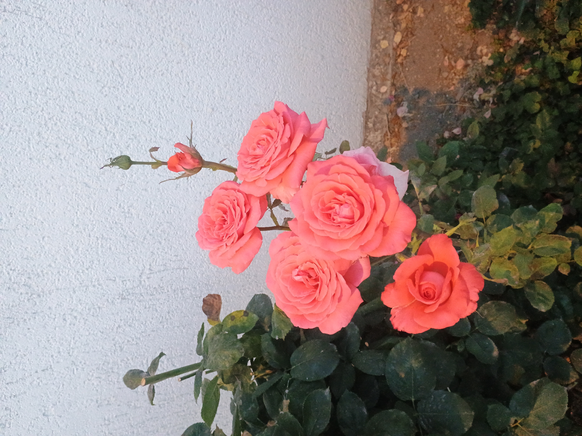 A cluster of five coral-pink roses is in bloom against a textured white wall. The roses are arranged on a bush with dark green leaves. One rose is in the foreground, while the other four are clustered together behind it. A single rosebud is visible above the cluster. The background consists of the textured white wall and a gravelly area with some fallen leaves. There are no people or animals present in the image. The lighting suggests it may be early morning or late evening. The scene is likely a garden or an outdoor area in the city of Gusar, Azerbaijan.