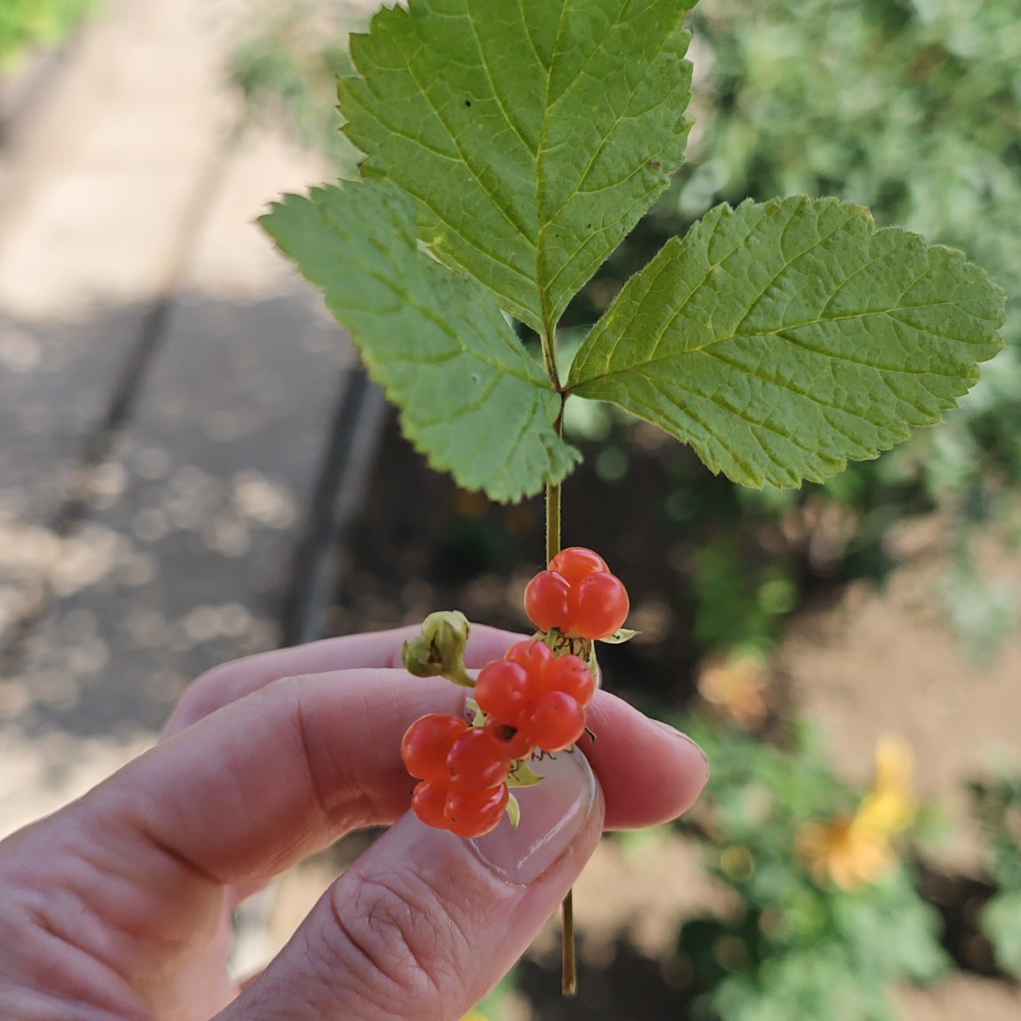 A human hand with visible fingernails holds a stem with green leaves and clusters of small, orange-red berries. The background is out of focus, showing a blurred pathway and greenery. The image appears to have been taken outdoors in a natural setting.