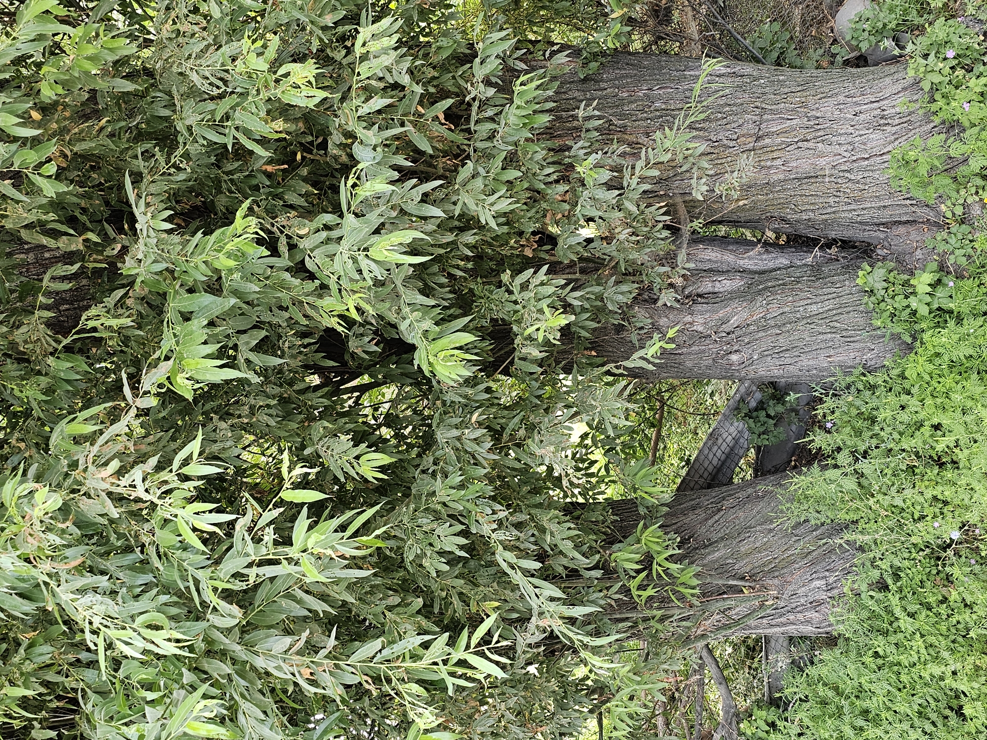 The image shows a close-up view of the trunks and foliage of three large trees growing closely together. The trees have thick, gnarled, gray-brown bark with deep vertical ridges. The leaves are elongated, pointed, and a vibrant green, some appearing slightly tattered or damaged. The trees are densely packed, with branches and leaves obscuring much of the background, which appears to be a natural environment with green undergrowth and some man-made debris, possibly a collapsed fence or netting. The scene is situated in an outdoor setting, with no people or animals visible. The overall impression is one of a mature, somewhat wild wooded area.