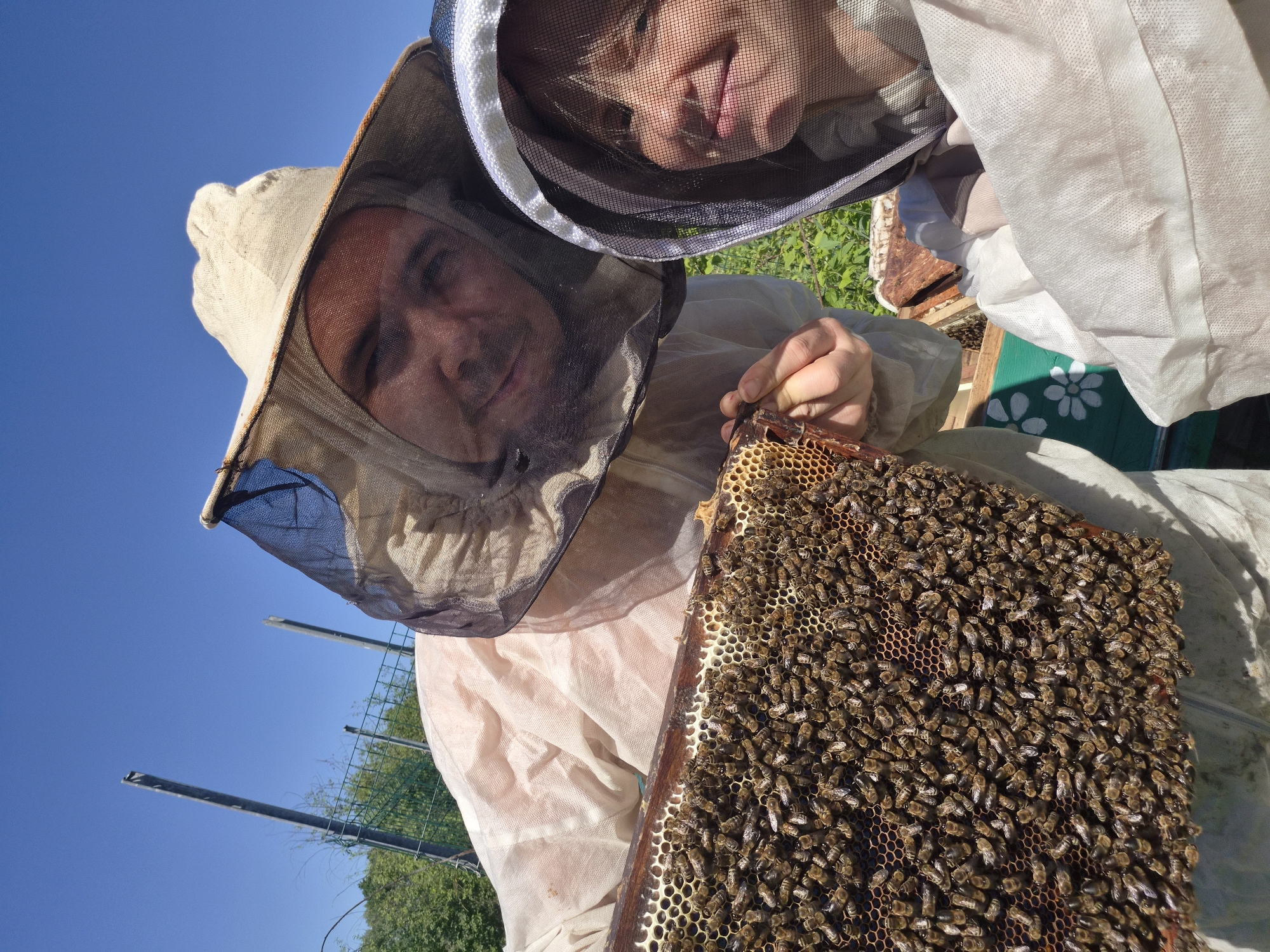 This image captures two individuals, likely an adult male and an adult female, engaged in beekeeping activities in Motyakovo, Russia. Both subjects are attired in full protective beekeeper suits, featuring light-colored fabric, wide-brimmed hats, and fine-mesh veils over their faces. The male, positioned on the left, holds a wooden frame covered densely with live honeybees and honeycomb, presenting it towards the viewer. His face is visible through the veil, exhibiting a slight smile as he looks directly into the camera. The female, positioned closer to the right foreground, also smiles and looks towards the camera through her veil, which has a distinct white and black striped trim. The background reveals a clear, bright blue sky dominating the upper frame. Below the sky, green foliage, a wire mesh fence, and several metal fence posts are visible. A portion of a beehive box, painted green with white floral stencils, is also discernible behind the female. The scene is illuminated by bright daylight, indicating sunny weather conditions.