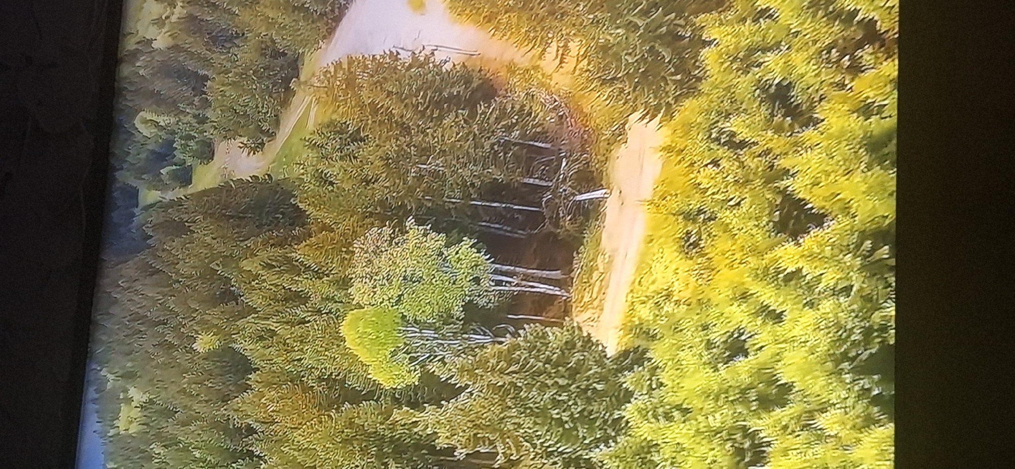 The image depicts an aerial view of a dense forest with a winding dirt road cutting through it. The trees are predominantly evergreen, with a few deciduous trees displaying bright green foliage, likely indicating a spring or summer season. The ground is covered in green grass and patches of sunlight create a warm, dappled effect. The road appears to be unpaved and leads into the distance, surrounded by the lush greenery of the forest. No people, structures, or distinct landmarks are visible, making it impossible to determine a specific location within Bila Tserkva or any other city.