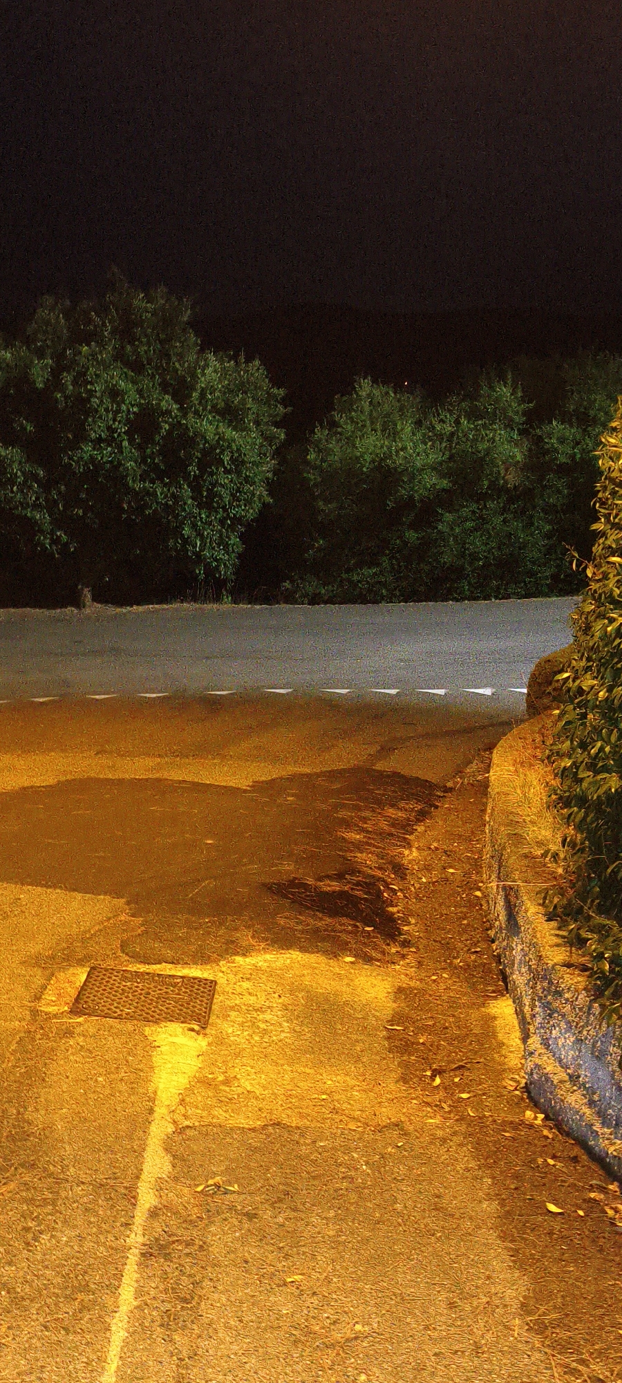 The image depicts a street scene at night, illuminated by artificial light that casts a strong orange hue on the asphalt and surrounding areas. The road surface appears wet in places, with darker patches suggesting puddles or a slick surface. A metal manhole cover is visible on the left side of the road. White triangular markings are painted on the asphalt, indicating a traffic lane.

In the background, dense green foliage, likely trees and bushes, forms a dark barrier against the night sky. The sky itself is uniformly black, devoid of any visible stars or moon.

To the right of the road, a low stone wall or curb is visible, covered in part by the same dense green vegetation seen in the background.

The scene is static and appears to be a view of an empty road and its immediate surroundings. There are no people, animals, or vehicles present in the image. The overall impression is one of a quiet, possibly rural or suburban street at night, possibly with some form of lighting, such as streetlights or lights from nearby buildings, casting the intense orange glow. The location is identified as Campagnatico, Italy.