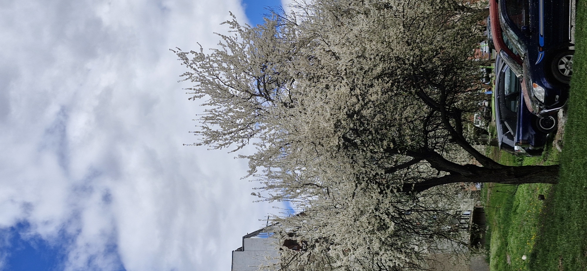 The image shows a flowering tree in Veliko Tarnovo, Bulgaria. The tree is in full bloom with white flowers. A building and several parked cars are visible in the background. The sky is cloudy with patches of blue. The tree is standing in a grassy area.