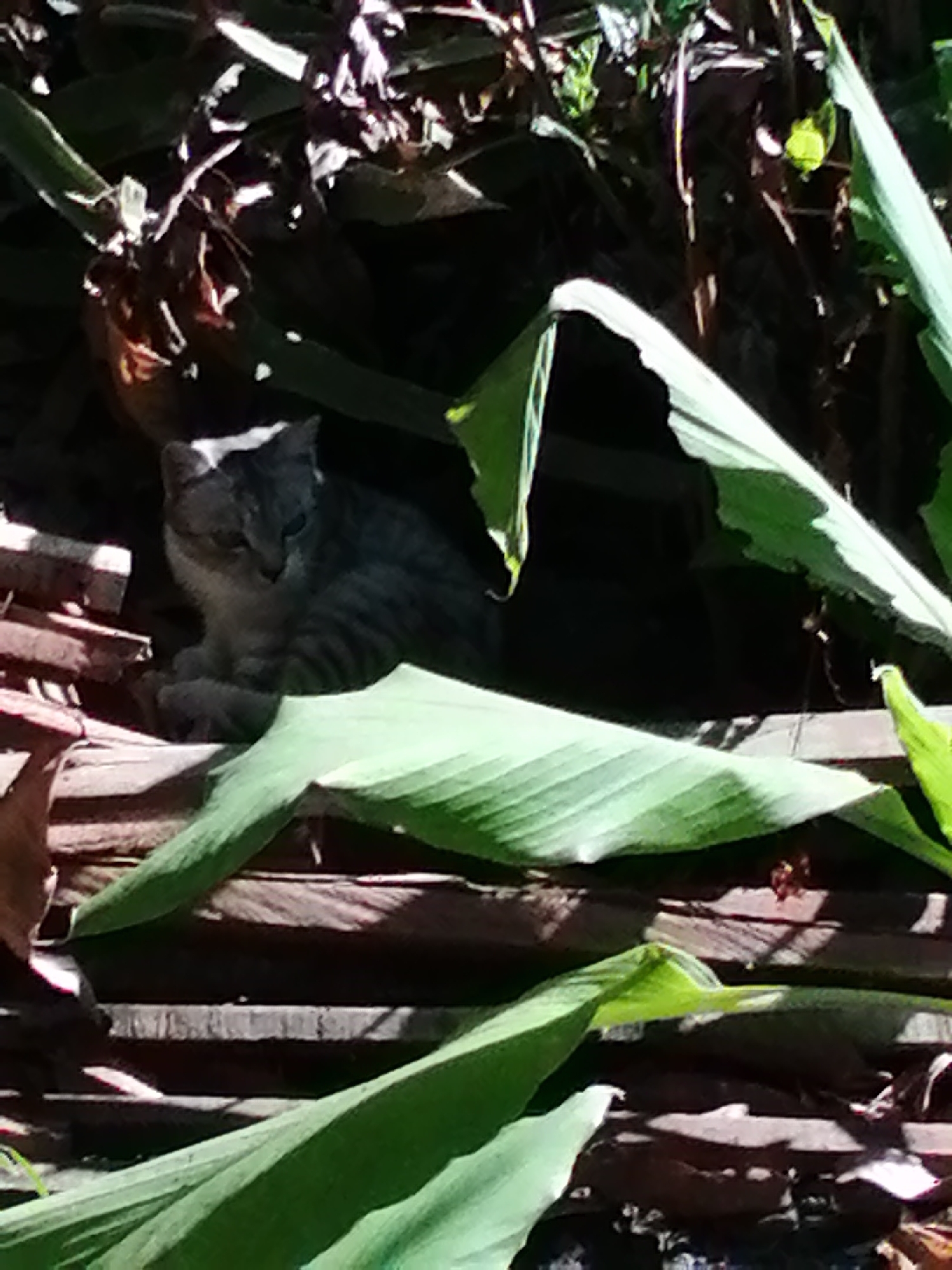 A tabby cat is nestled among lush green foliage and dark, wooden planks. The cat is looking forward with its ears perked and its body partially hidden by the leaves and planks. Sunlight filters through the leaves, creating dappled shadows on the scene. The overall impression is one of a peaceful and natural setting.