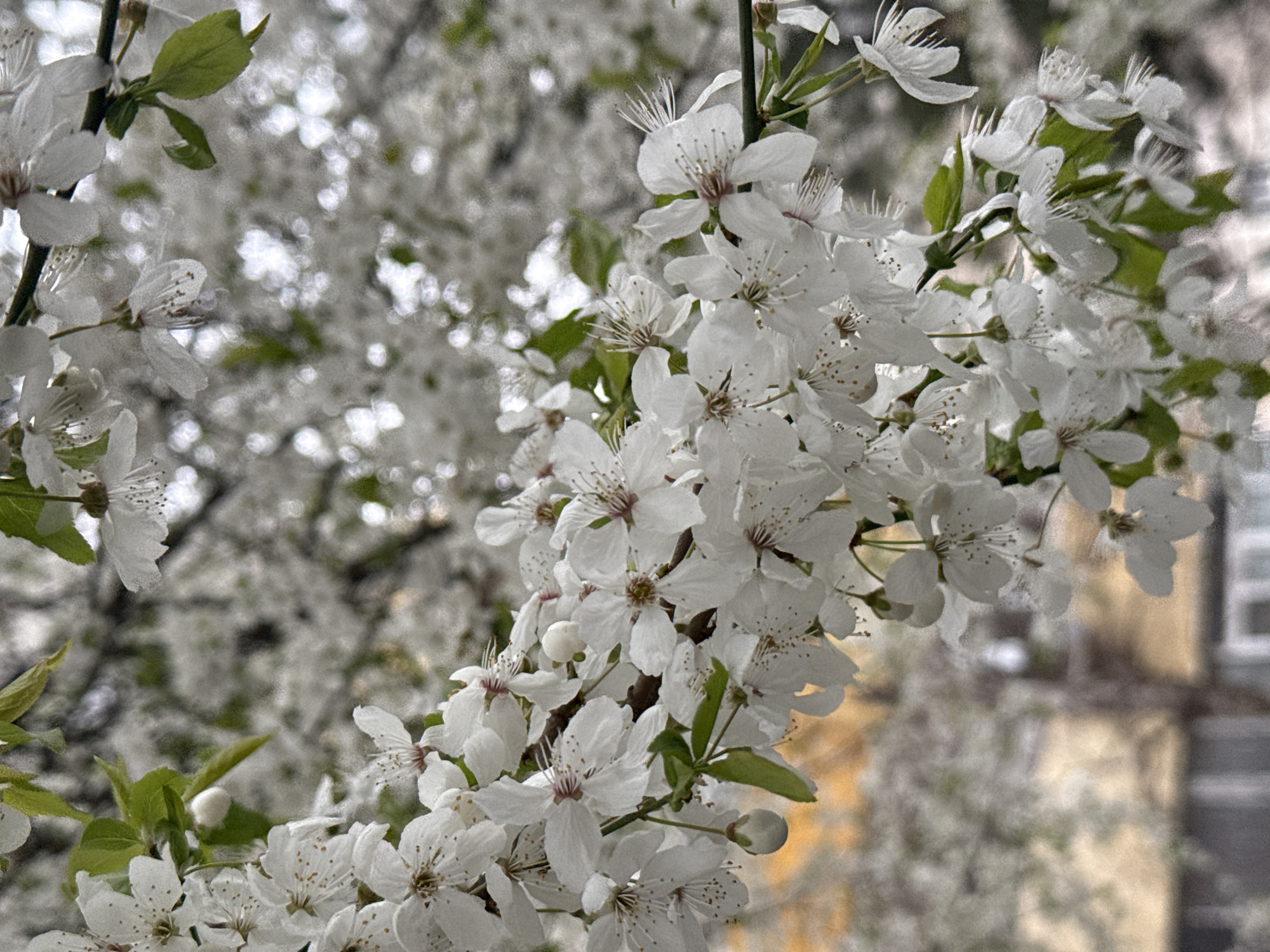 The image shows a close-up of a blooming tree branch with numerous white flowers. The flowers are clustered together, with some individual blossoms visible. The background is blurred, with more white flowers visible, suggesting a tree in full bloom. A few green leaves are visible. The location is likely Sofia, Bulgaria, based on image context. A building is blurred in the background. No people are visible. The focus is on the floral display.