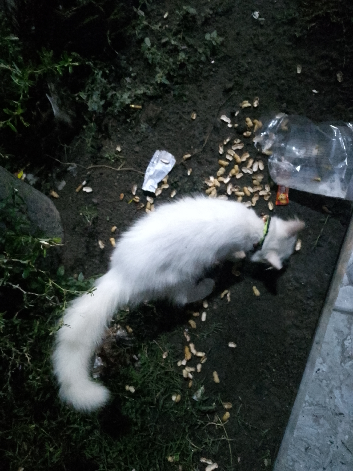 A white cat with a green collar is in a low-lit outdoor environment, possibly a yard in Kauman, Indonesia. Scattered on the dark soil and patches of grass are numerous shelled peanuts. The cat is sniffing the ground, appearing to investigate the peanuts. To the right of the cat, a clear plastic bag lies open, also containing some peanuts. A large, dark rock is visible to the left of the cat, partially obscured by green foliage. The overall scene suggests a casual feeding or scavenging activity by the feline.