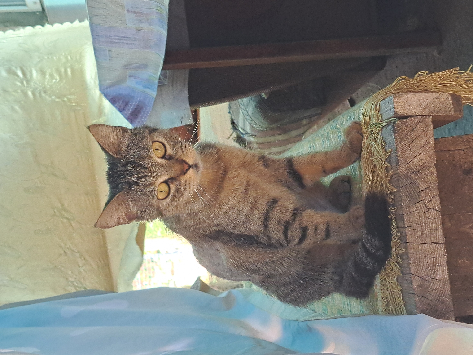 A tabby cat with yellow eyes sits on a wooden surface covered with a fringed cloth. The cat is facing the camera, with its body angled slightly to the left. To the left of the cat, a light blue curtain hangs. Behind the cat, a table with a patterned tablecloth is visible, and further back, a wall or ceiling appears textured and yellow. The environment suggests an outdoor or semi-outdoor setting, possibly a veranda or a simple shelter. The lighting indicates it is daytime. This scene is located in Vypasne, Ukraine.