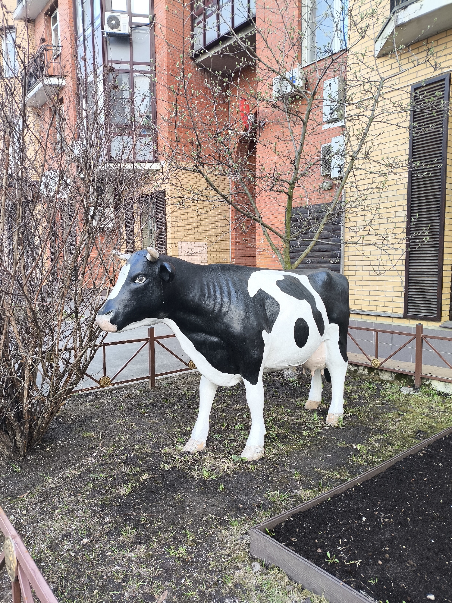 A life-size, black-and-white painted cow statue stands on a patch of dirt and grass within a fenced area in front of a multi-story brick building. The building has windows and at least one balcony. A small, leafless tree is behind the statue, and a raised planting bed is visible on the right side of the frame. The location is likely in Moscow, Russia, given the style of architecture. No people are visible in the image.