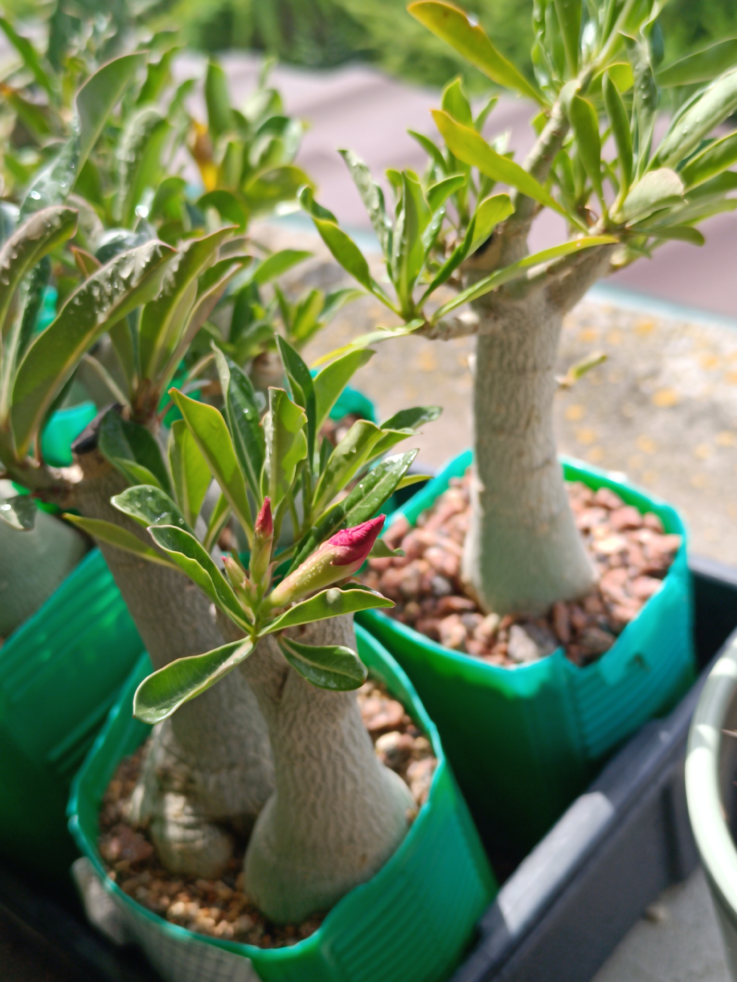 The image displays a close-up view of several desert rose plants in green plastic pots, arranged within a dark grey tray. The plants have thick, grey-green, bulbous trunks and vibrant green leaves, some of which show water droplets. One plant in the foreground features a small, bright pink bud. The pots are filled with small, reddish-brown pebbles. The background is blurred, suggesting an outdoor setting with greenery and a concrete-like surface. The scene appears to be on a balcony or patio, possibly in the city of Salihorsk, Belarus, given the context provided. There are no people visible in the image.