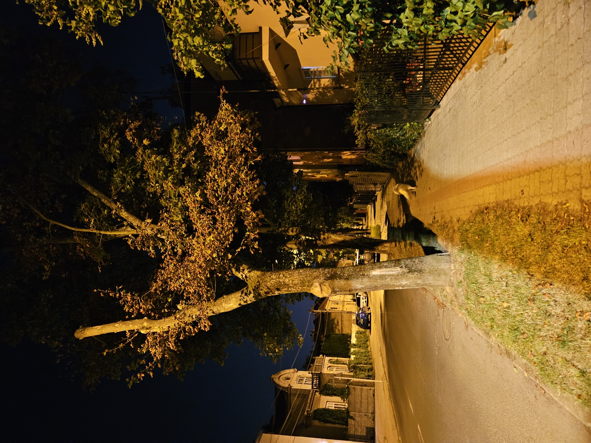 The image depicts a nighttime street scene in Rzeszów, Poland. A paved sidewalk runs along the right side of the frame, bordered by a black metal fence and lush green foliage. The sidewalk is illuminated by artificial lighting, casting a warm, yellow glow. A light-colored dog is visible walking away from the viewer on the sidewalk, its form casting a shadow. To the left of the sidewalk is a grassy area with fallen leaves, adjacent to a paved road. Trees with illuminated foliage line the sidewalk and the street, their leaves displaying shades of orange and yellow. Across the street, buildings with balconies and windows are visible, some lit from within. The overall atmosphere is one of a quiet, urban evening.