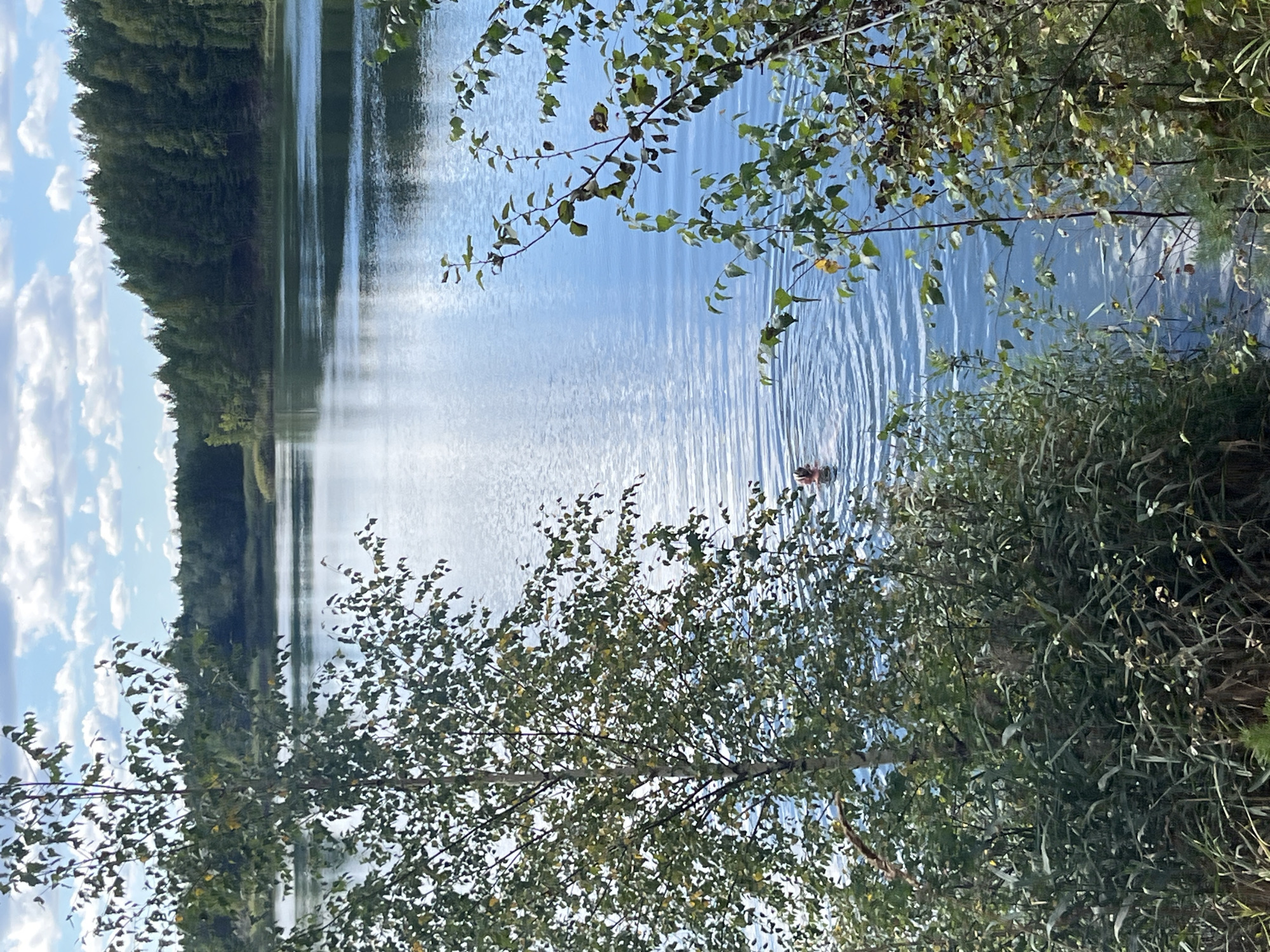 The image depicts a natural landscape featuring a body of water, likely a lake, bordered by dense green foliage and trees. The water's surface is calm with gentle ripples, reflecting the bright blue sky dotted with white clouds. In the distance, a line of tall, dark green coniferous trees forms a treeline. The foreground is dominated by lush greenery, including tall grasses and leafy branches of trees, with a birch tree on the left side. A person, visible from the shoulders up, is swimming in the lake, creating concentric ripples in the water. The scene appears to be a serene outdoor setting, possibly in the vicinity of Novyi, Russia, given the presence of natural elements like lakes and forests.