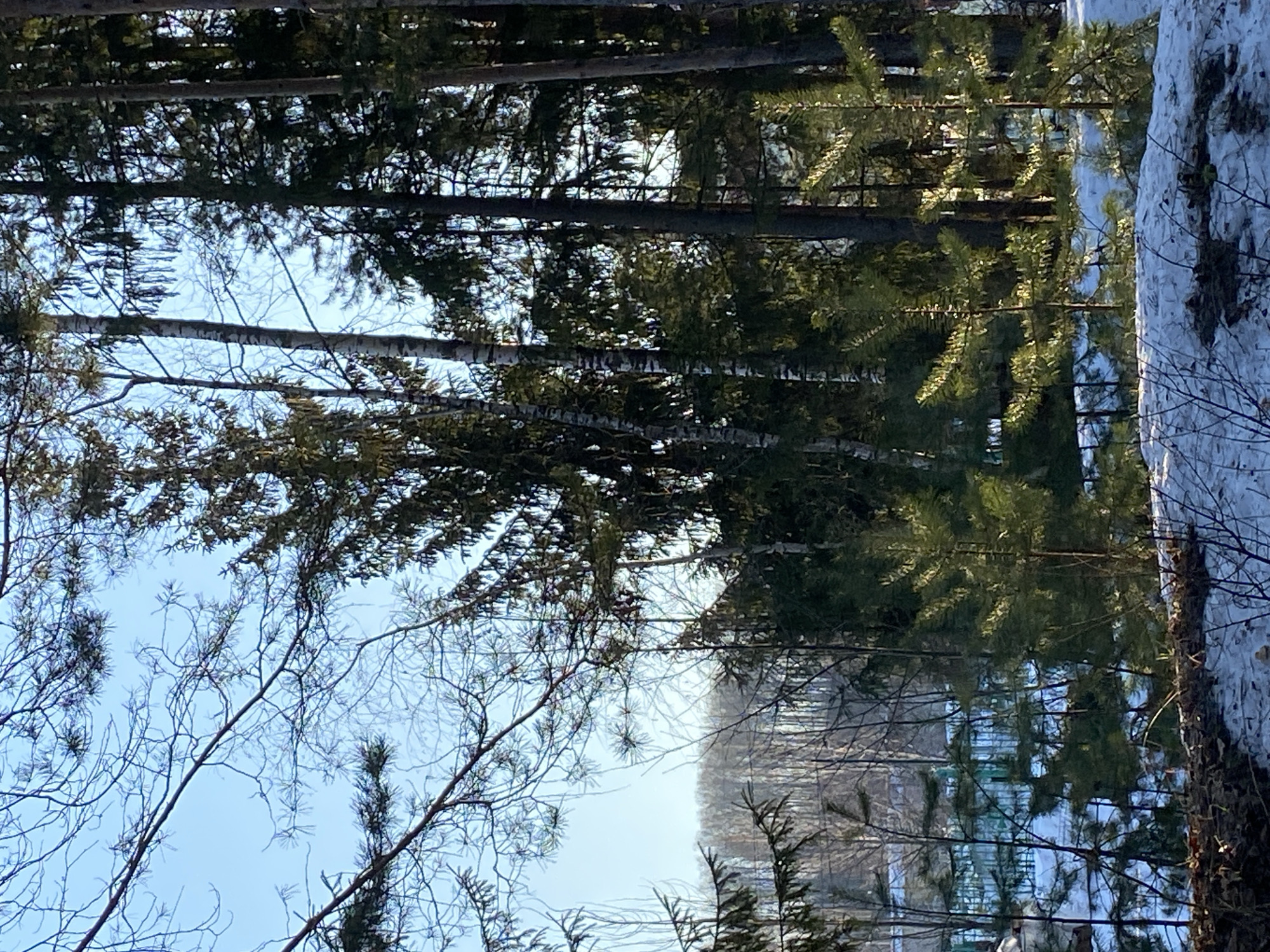 The image depicts a winter forest scene, possibly located in the area of Noviy, Russia. The photo is taken from a low angle, looking upwards through the trees towards a bright, pale blue sky. The forest appears to be composed of a mix of coniferous and deciduous trees. Some trees still retain their green needles, while others are bare, with delicate branching patterns. Snow is visible on the ground and clinging to some of the trees. The light and shadows suggest a sunny day. The absence of people or human-made structures within the frame emphasizes the natural environment.