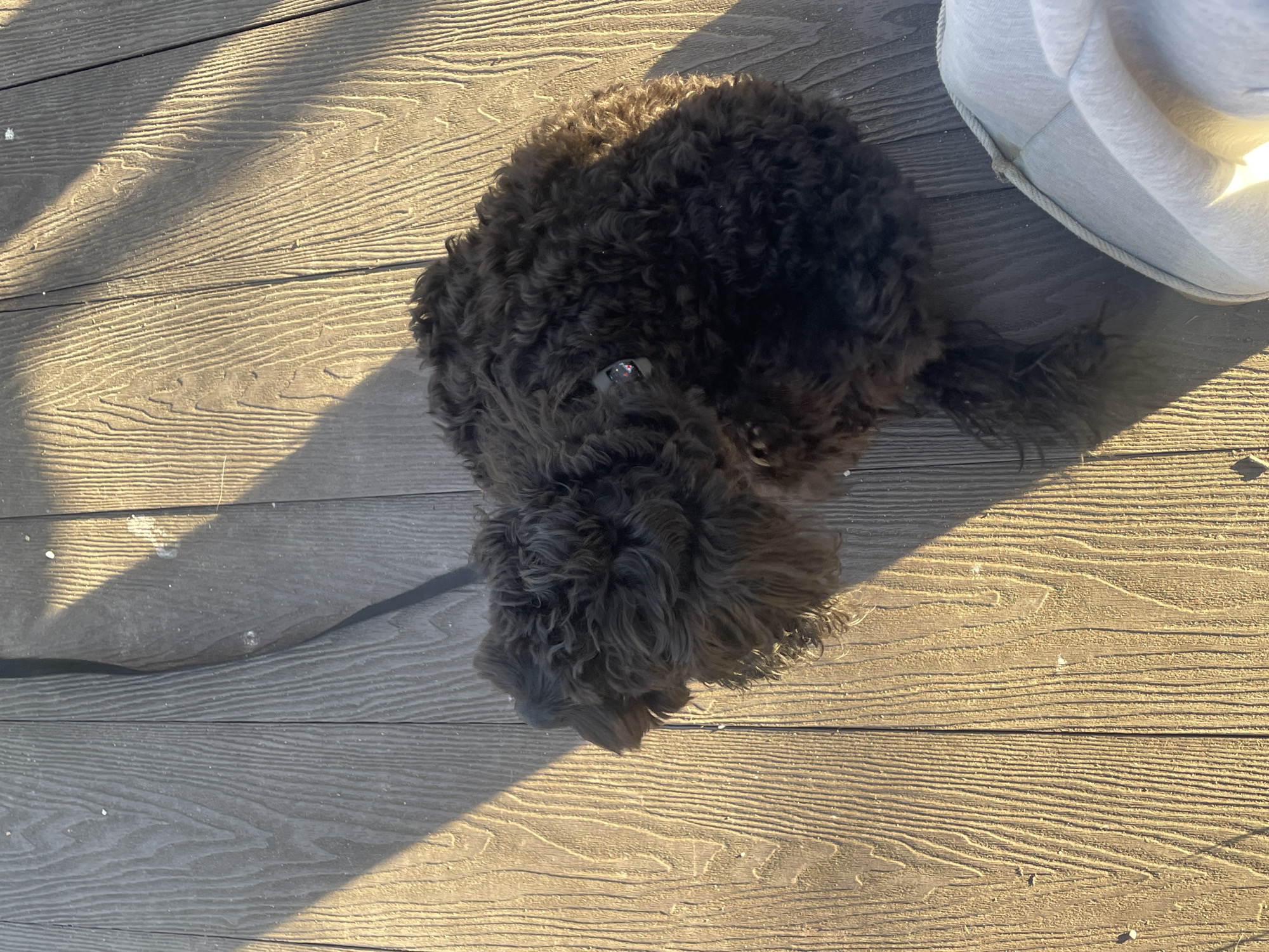 A medium-sized, dark brown, curly-haired dog lies on a wooden deck. The dog's head is tilted down, facing the lower center of the frame. A light-colored object is partially visible in the upper right corner of the frame. The scene is illuminated by direct sunlight, casting shadows across the wooden planks. The location is not visible in the image.