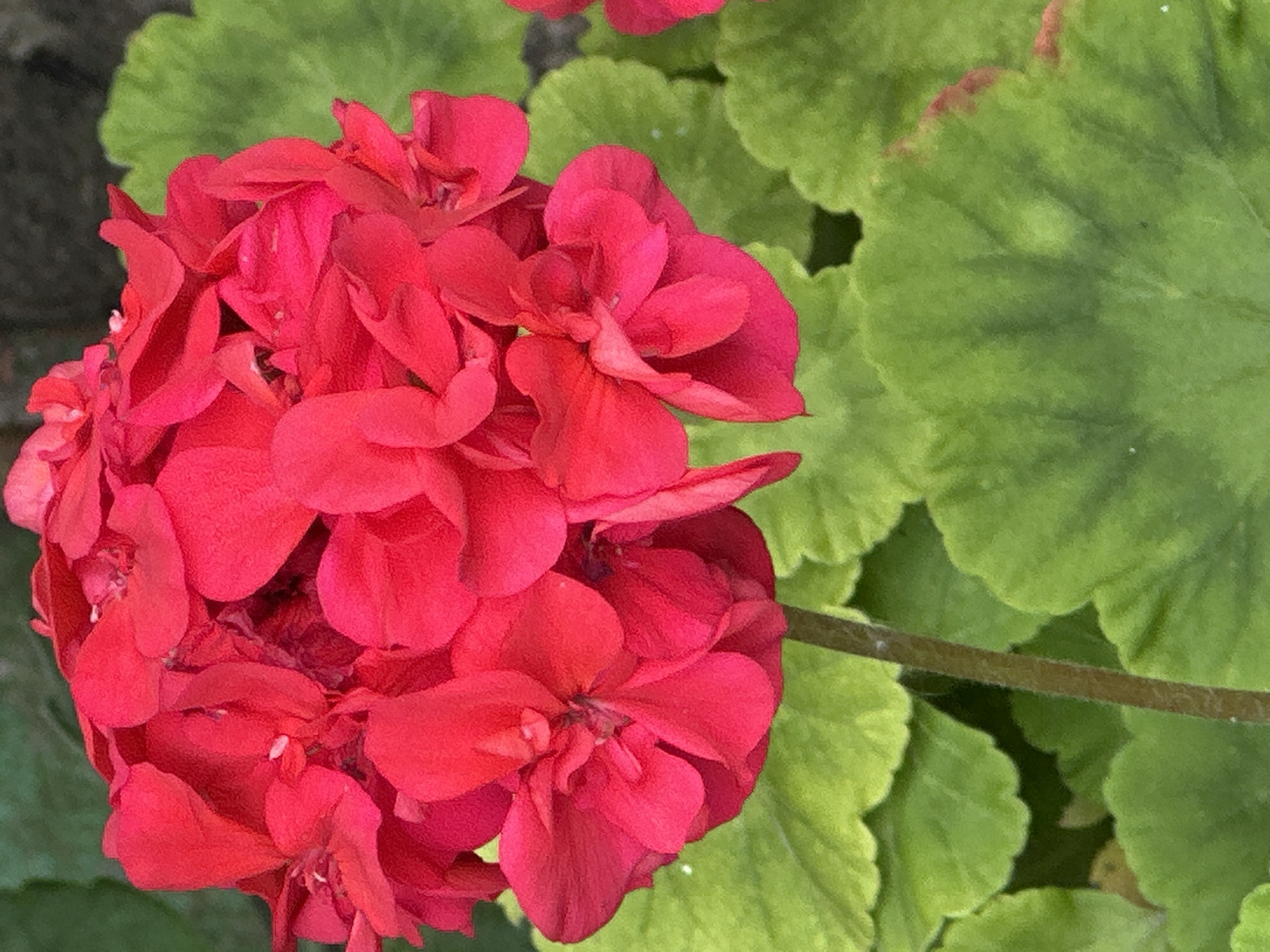 The image shows a close-up, eye-level view of a cluster of bright red flowers, likely geraniums, with large, green, serrated leaves in the background. The flowers are in full bloom, with multiple petals layered on top of each other. The leaves are vibrant green and appear slightly curled. The lighting suggests it is daytime, with soft shadows indicating an overcast or partially shaded environment. There are no people or animals visible in the image. The scene is an outdoor environment, likely a garden or park. There is no information available in the image to specify a location in Podolsk, Russia.