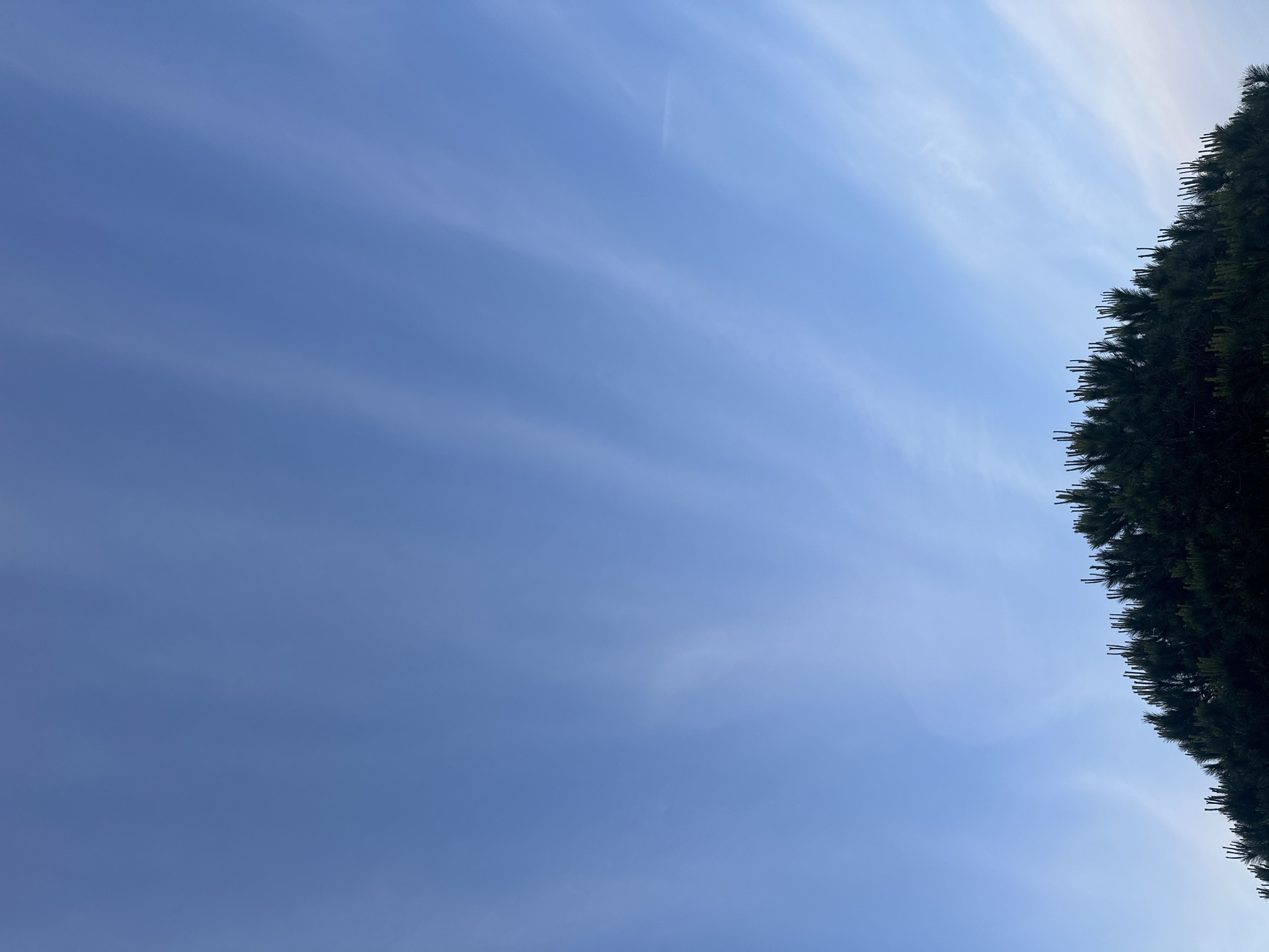The image shows a blue sky with streaks of cirrus clouds. In the right edge of the image is a dark green tree, likely a conifer, with needles visible. The location is suspected to be Sant Feliu de Guíxols, Spain, but there are no visual cues confirming it. There are no people or interactions visible. The environment is generally bright.