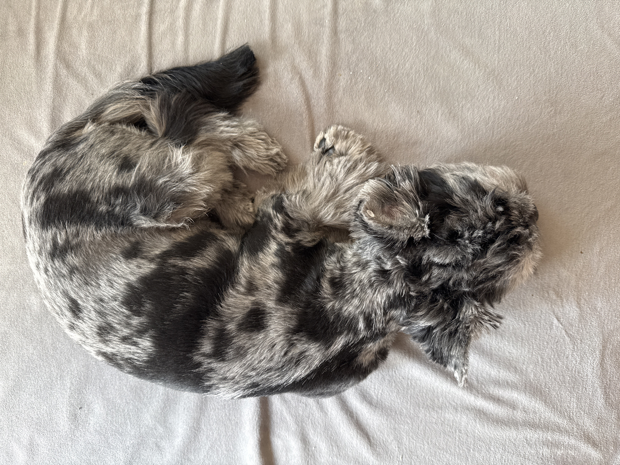 A grey and black dog with a merle coat is curled up asleep on a tan blanket. The dog's body is positioned in a crescent shape, with its head tucked into its paws. The blanket is textured and has some wrinkles, indicating it is a soft fabric. The image is taken from a top-down perspective, with the dog being the sole subject. There is no visible indication of the specific location in Chaikovsky, Russia, or any other urban context.