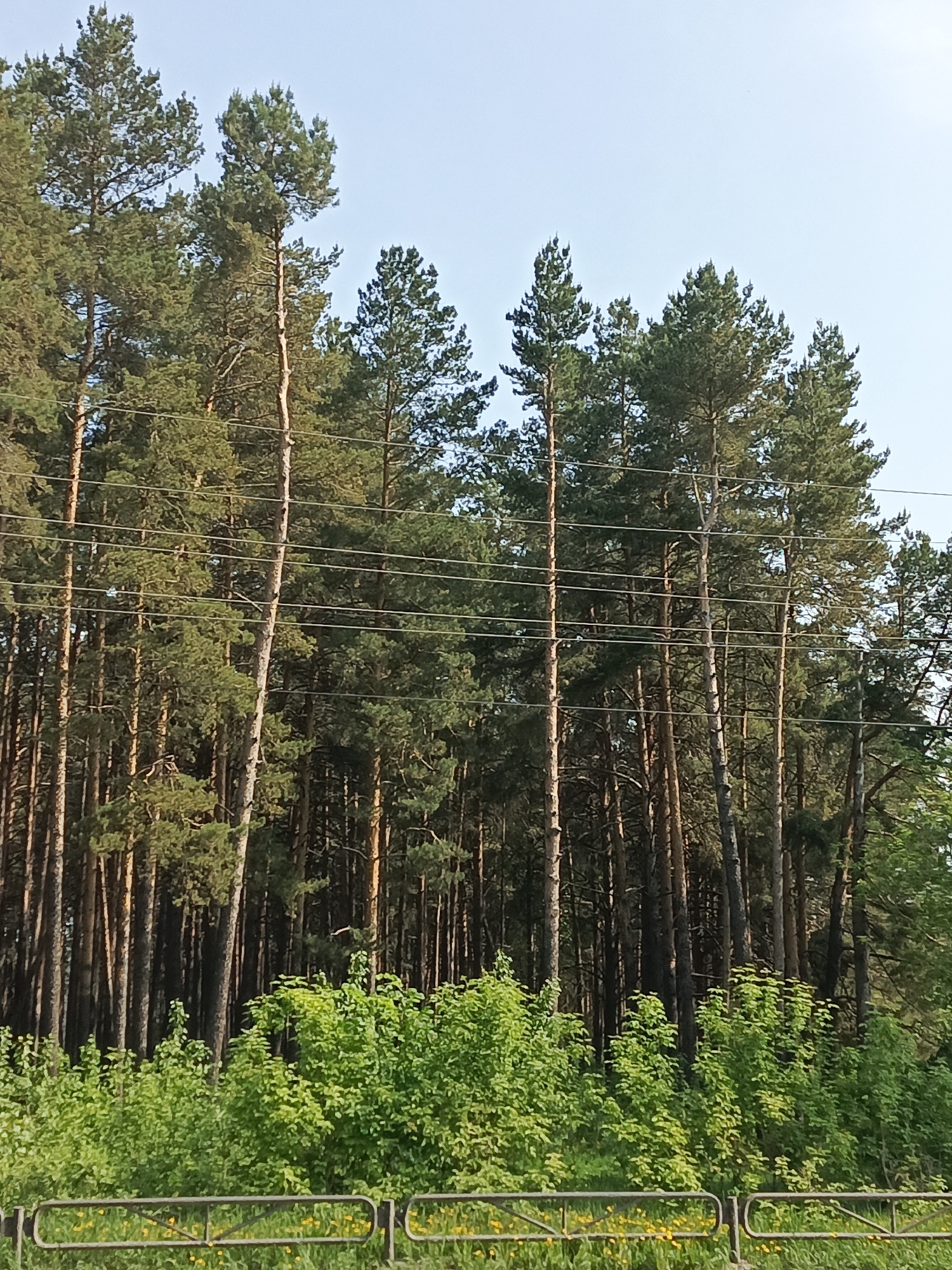 The image shows a forest in Chaikovsky, Russia. The scene is dominated by tall pine trees with green foliage. In the foreground, there is a metal fence and some green bushes. Overhead, several thin power lines cut across the view. The sky is light blue.
