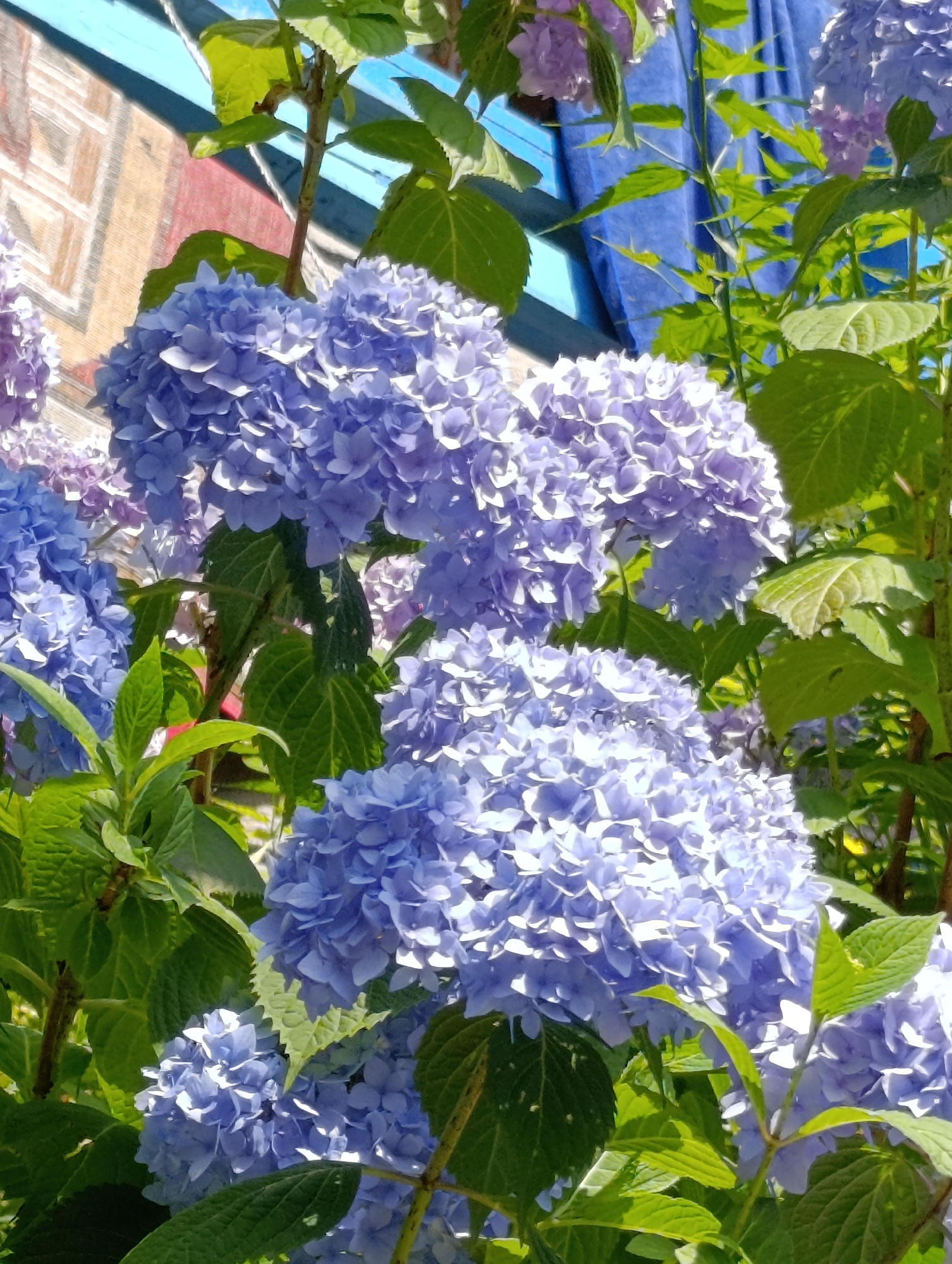 The image shows a close-up view of several clusters of light purple and blue hydrangeas in full bloom. The flowers are densely packed and have a soft, textured appearance. Lush green leaves surround the blooms, some of which are catching the sunlight. In the background, a blue tarp is visible, along with a wooden structure with a geometric pattern, possibly part of a building or awning. The overall impression is one of vibrant natural beauty, likely from a garden or park setting. The image is taken outdoors on a bright, sunny day. The location is identified as Vashisht, India.