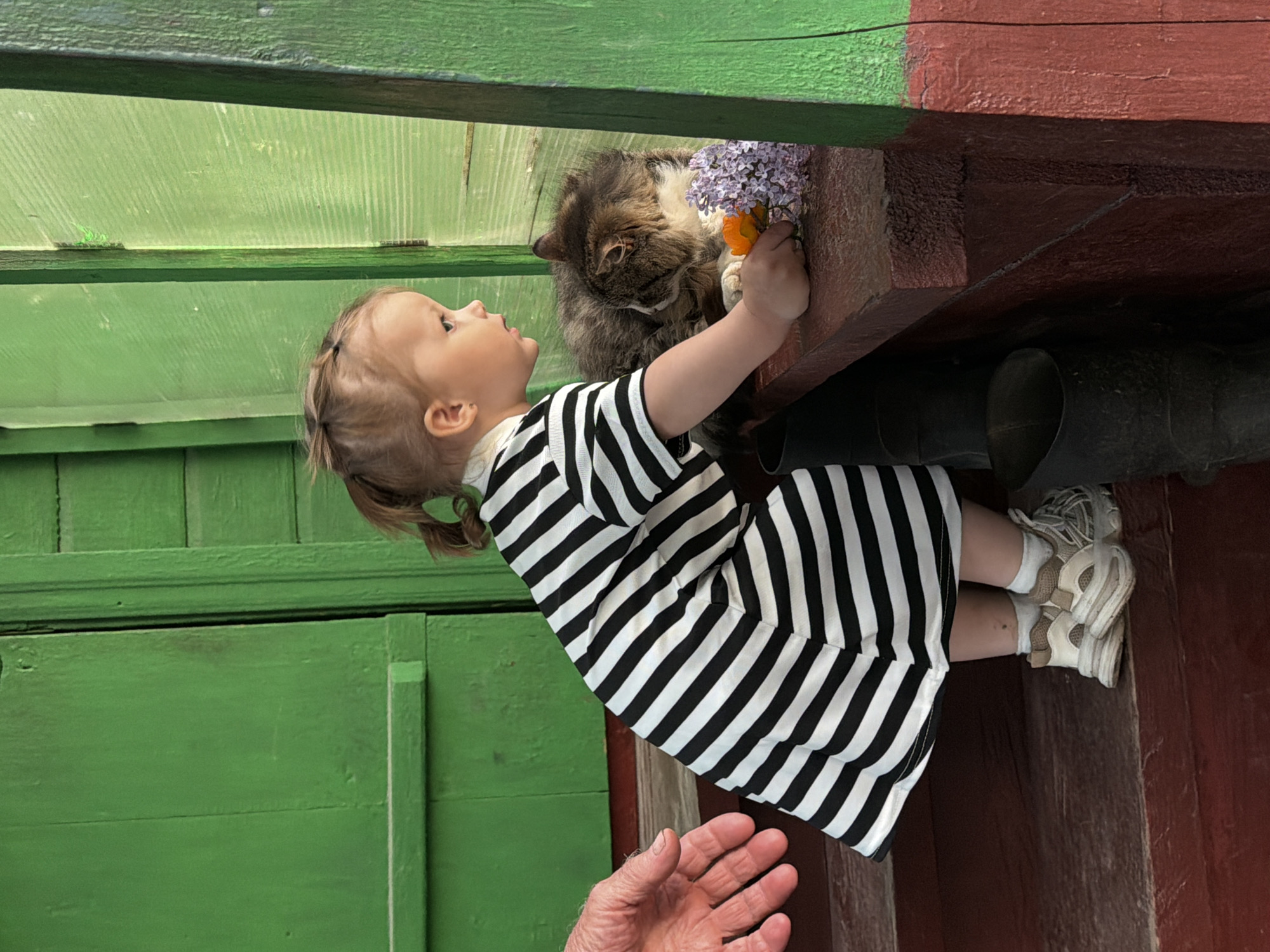 A toddler girl in a black and white striped dress is interacting with a fluffy cat on a ledge adorned with flowers. The scene appears to be set outside, with green and red painted wooden structures visible. An adult hand is extended toward the girl. This scene likely takes place in Спас-Заулок, Russia.