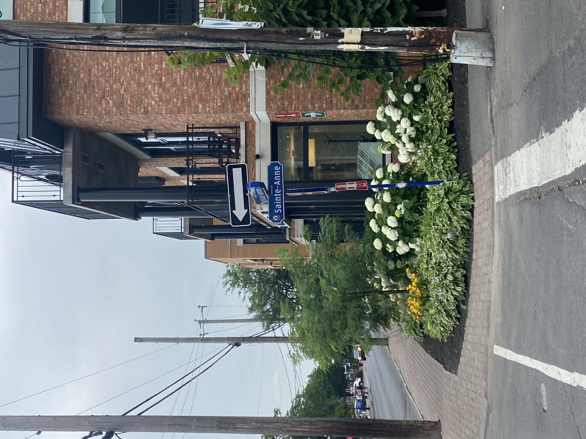 The image depicts a street view in Pointe-Claire, Canada, on an overcast day. In the foreground, a paved road with a white crosswalk marking leads towards the left side of the frame. To the right of the road, a sidewalk made of interlocking bricks is visible. Adjacent to the sidewalk is a landscaped area with a dense planting of hosta plants, interspersed with clusters of white hydrangeas and yellow flowers.
Dominating the right side of the image is a modern brick building with balconies and dark-framed windows. A wooden utility pole stands in front of the building, covered with various signs and cables. Mounted on a pole in front of the building are two street signs: a blue sign reading "Avenue Sainte-Anne" with a blue circular symbol, and above it, a white sign with a black arrow pointing left.
Further down the street to the left, other buildings, trees, and utility poles are visible. Several pedestrians are walking on the sidewalk, and a few cars are present on the road. The sky is uniformly grey, suggesting a cloudy or rainy day. The overall scene conveys an urban street environment with residential or commercial buildings, pedestrian activity, and street infrastructure.