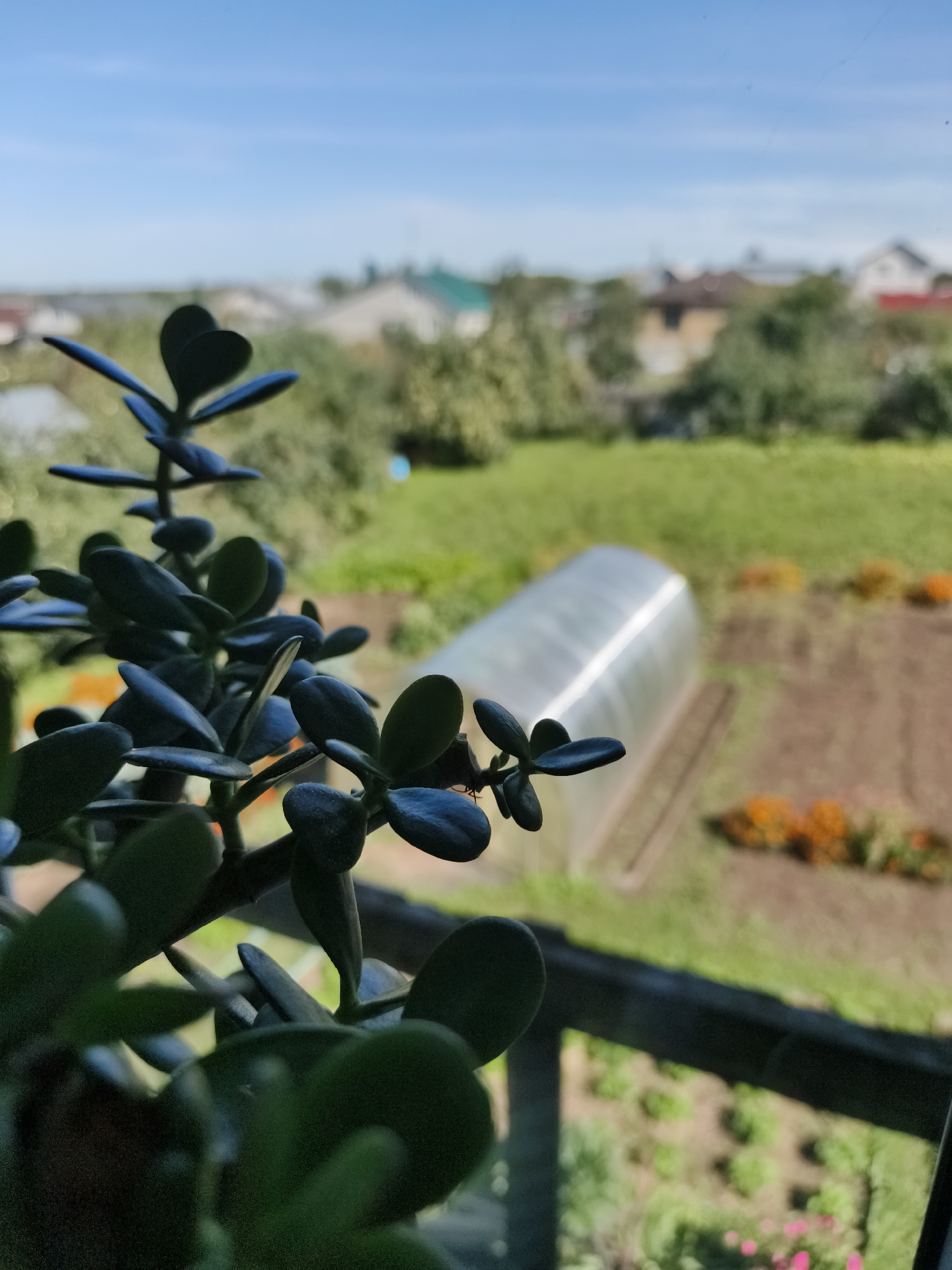 The image shows a close-up of a jade plant with its leaves in sharp focus in the foreground. In the background, a rural landscape is visible, including a greenhouse, garden beds with orange flowers, green grass, and houses with rooftops. The sky is clear and blue. A small insect is perched on one of the plant's leaves. The perspective suggests the photo was taken from a window. The location is unknown.