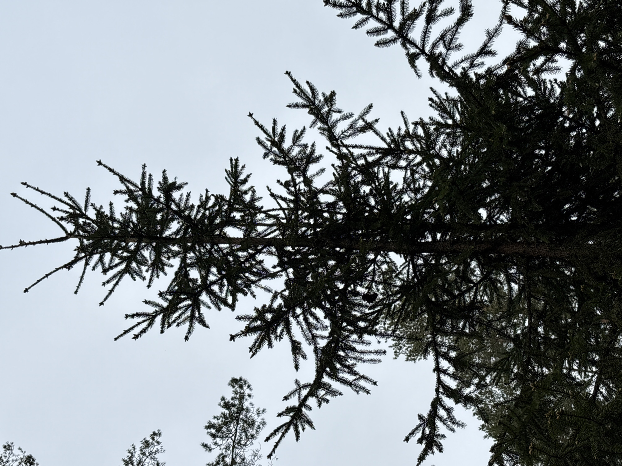 The image shows a view looking up into the branches of an evergreen tree, likely a spruce or fir. The sky is overcast and grey. The tree branches are densely packed with needles and are silhouetted against the sky. Another, smaller evergreen tree is visible further away in the bottom left corner of the image. The specific location within the city of Unknown, Russia cannot be determined from the information presented in the image.