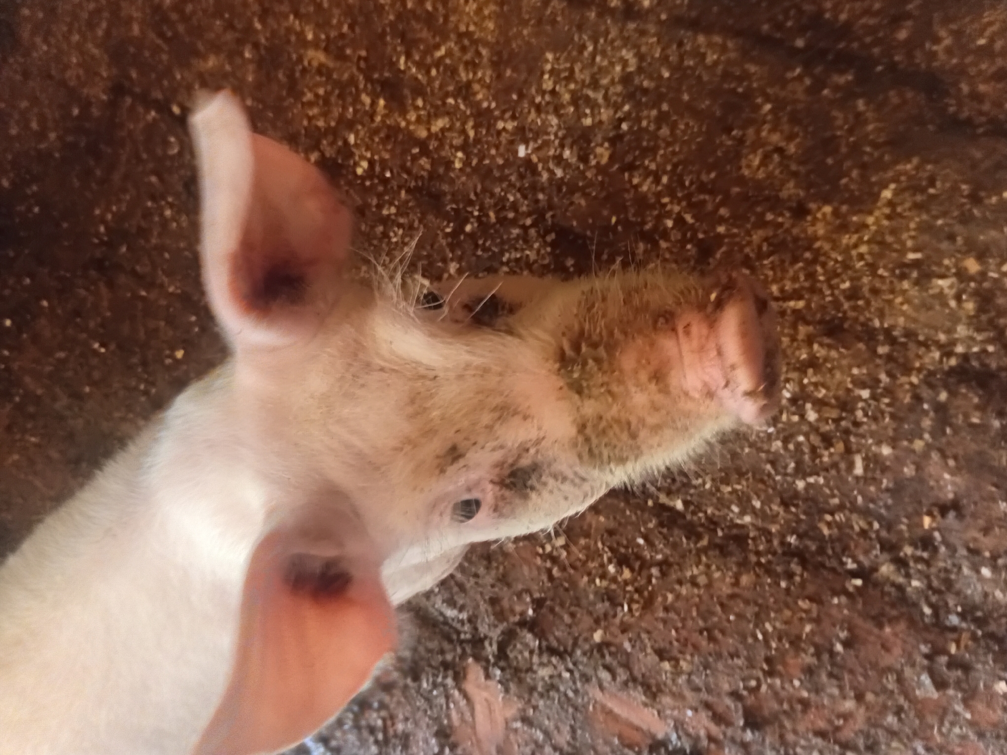 A close-up, top-down shot shows the face of a young piglet with pale pink skin and floppy ears. The piglet's snout is smudged with dirt, and its eyes are dark and visible. The piglet is lying on a ground composed of dirt and what appears to be straw or feed. The background is a textured, brownish surface. The image is taken in Verkhniachka, Ukraine.