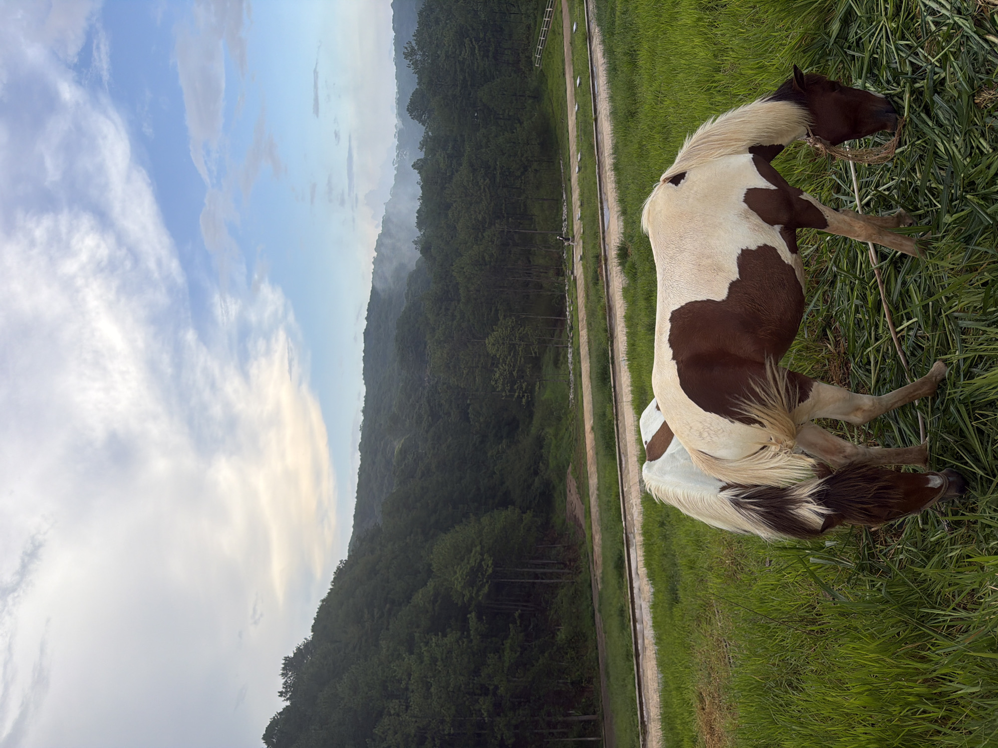 The image depicts a pastoral scene in Da Lat, Vietnam, featuring two piebald horses grazing in a lush green meadow. The foreground is dominated by the horses, one with its head down eating, and the other slightly behind it. The horses are a mix of brown and white. Behind the meadow, a road or pathway is visible, and beyond that, a dense forest covers rolling hills that recede into the distance. The sky above is a mix of soft clouds and blue, with a hint of haze or mist in the far distance over the hills. The overall impression is one of tranquility and natural beauty, characteristic of the Da Lat region.