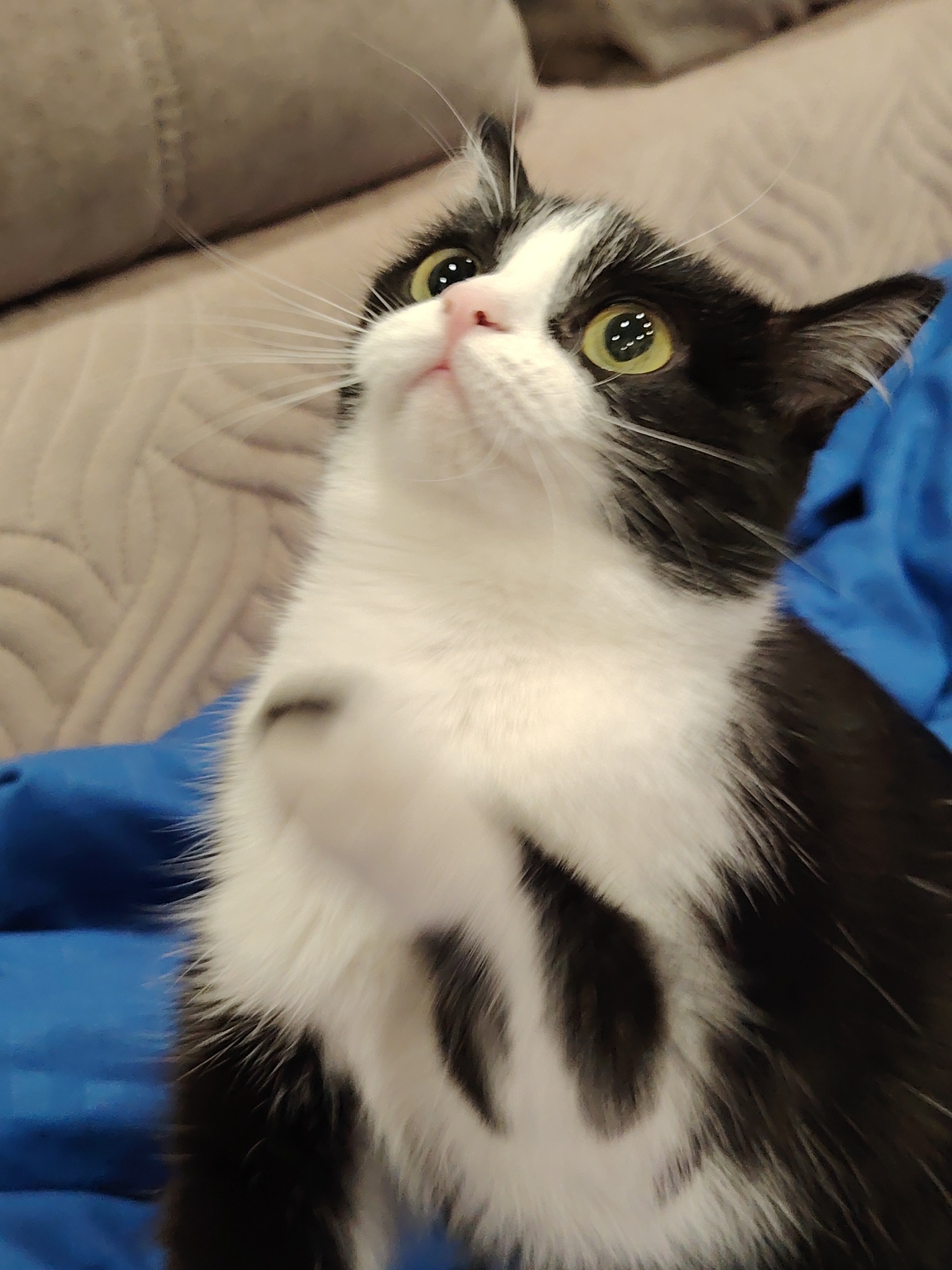 The image shows a black and white cat looking upwards with its paw raised. The cat has yellow-green eyes and a pink nose. It is sitting on a blue surface, possibly a blanket or cushion. In the background, there is a textured beige surface, likely a couch or chair. The location is Unknown, Unknown.