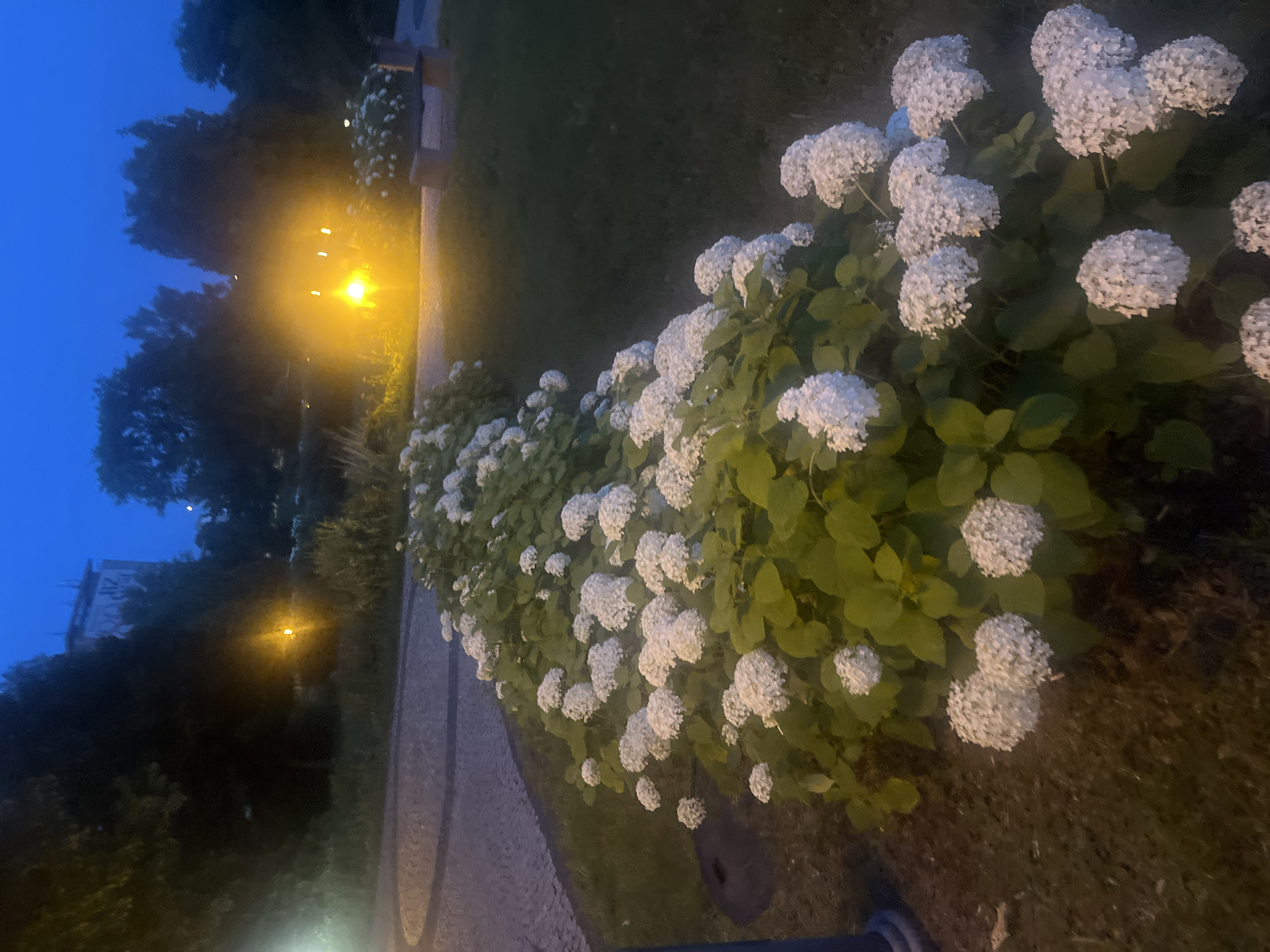 In Białystok, Poland, at dusk, a curving pathway made of pavers runs through a park. Adjacent to the pathway, a large bed of white hydrangeas blooms densely. In the background, trees line the park, and a building with graffiti is visible. A street lamp casts a warm glow on the scene, illuminating the flowers and casting shadows on the grassy ground. A stone bench is situated in the background.