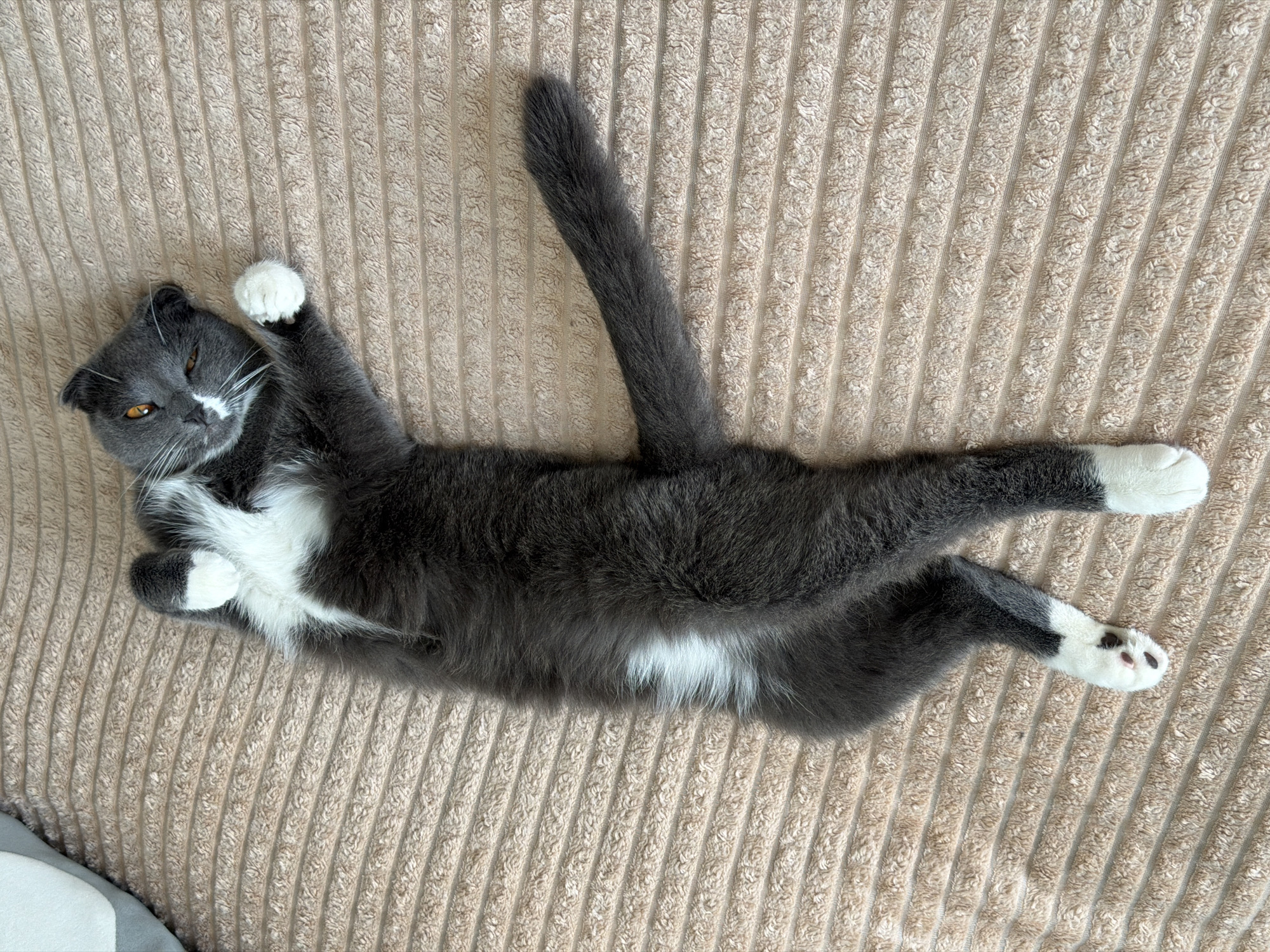 A grey and white cat is lying on its back on a textured, beige blanket. The cat has orange eyes and is looking towards the camera with a slightly closed eye. Its paws are white, and there is a white patch of fur on its chest. The cat's tail is extended to the right. The image appears to be taken indoors in a residential setting. There is no indication of the city of Chaikovsky, Russia, in the image.