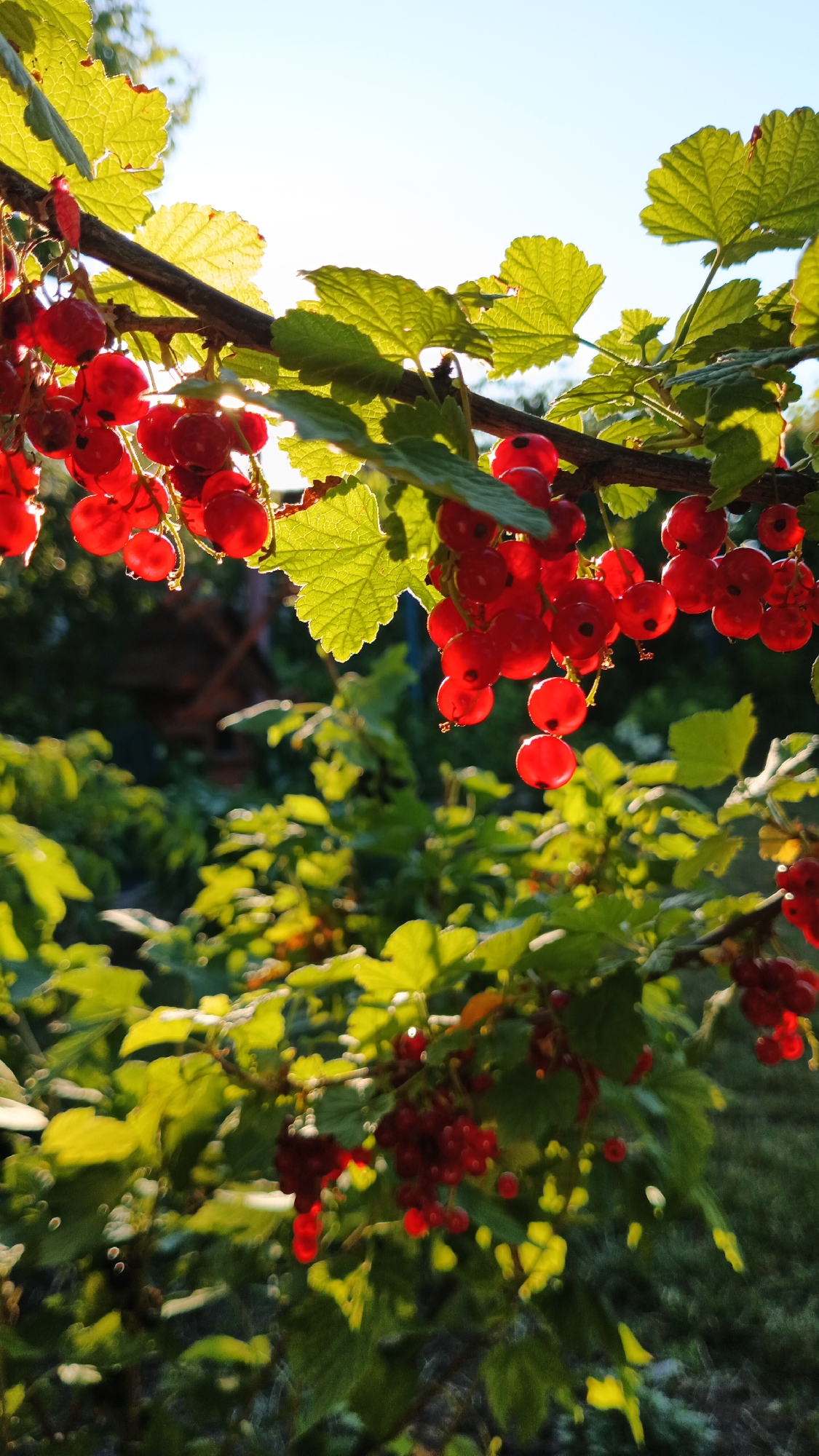 A close-up, low-angle shot captures a branch laden with ripe red currants, bathed in the warm, golden light of the sun. The currants are clustered together, their translucent skins glowing as the light shines through them, creating a vibrant display of red. The leaves of the currant bush are a lush green, with some leaves backlit by the sun, highlighting their veins and serrated edges. In the background, the scene is softened by a bokeh effect, with hints of more greenery and a blurred structure that could be a small building or shed, suggesting an outdoor, possibly rural or garden setting. The bright, clear sky in the upper portion of the image indicates it is daytime, likely late afternoon or early evening, given the warm quality of the sunlight. There is no visible text in the image. The overall mood is serene and evokes a sense of natural bounty and the pleasant atmosphere of a sunny day in a garden. The location is identified as Kryvyi Rih, Ukraine.
