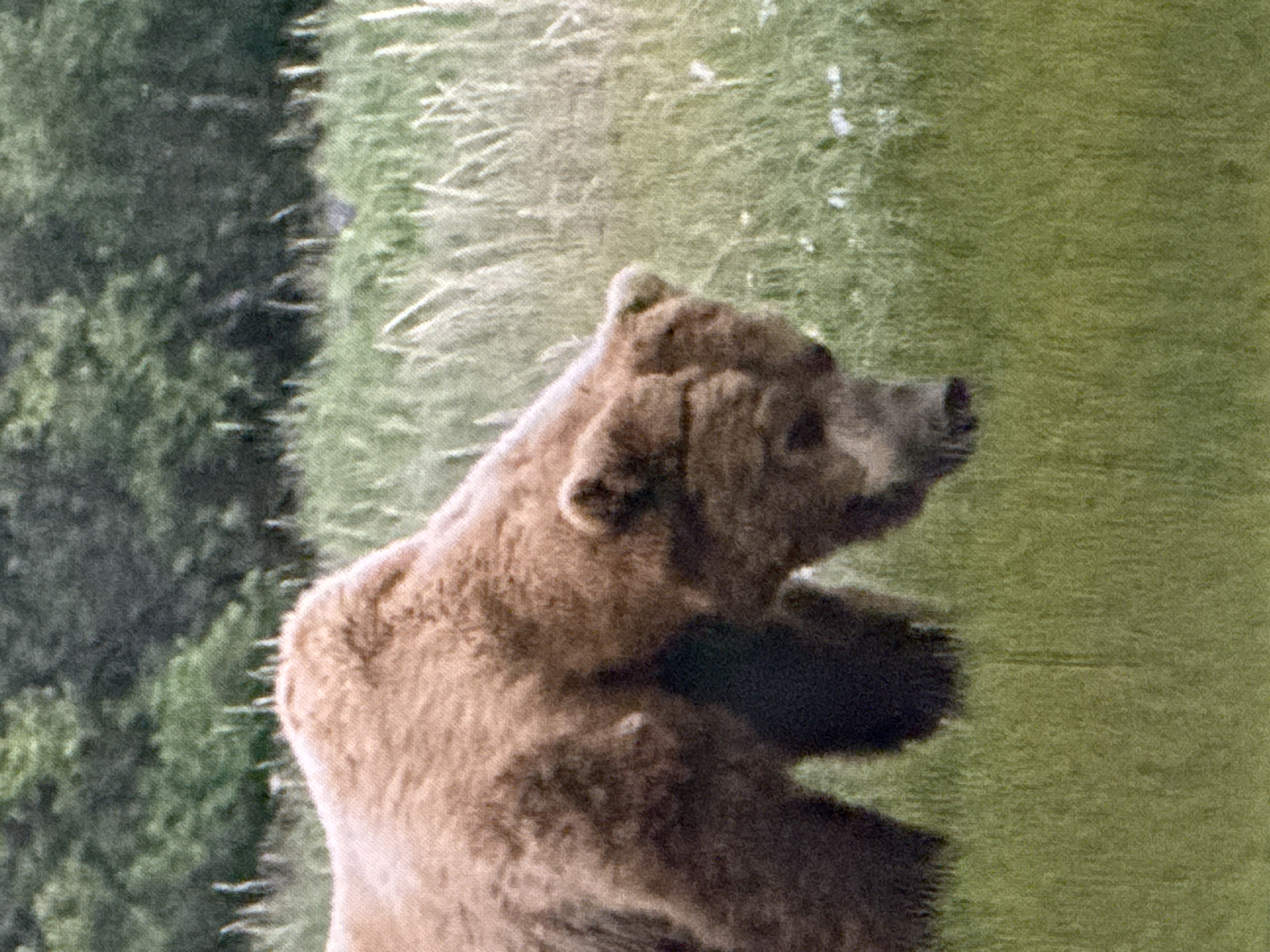 A brown bear is foraging in a grassy field with trees in the background. The bear is seen from the side, with its head down as it appears to be sniffing or eating something on the ground. The fur of the bear is a light brown color. The field is covered in green grass with some dry, lighter colored stalks mixed in. The trees in the background are dense and appear to be a mix of green foliage. The lighting suggests it is daytime. There are no people, buildings, or any indication of the city of Saratov, Russia in the image.