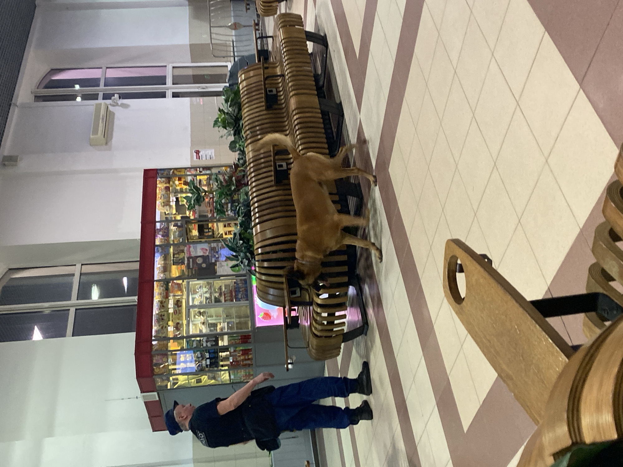 This image depicts an indoor scene, likely a public waiting area such as a train station or transport hub, situated in Ryazan, Russia. The perspective is tilted, showing the floor and adjacent wall at an angle.
The central figures are a man and a dog. The man, standing in the lower left, is dressed in a dark uniform including a dark short-sleeved shirt, blue trousers, and a dark cap. Partial white text, "OC," is visible on his shirt, suggesting he is a security guard or police officer. He stands attentively, looking forward.
A medium-sized, light-brown dog, resembling a Belgian Malinois or similar working breed, is actively sniffing the base of a long, contemporary bench made of curved wooden slats. The dog appears to be on a leash, indicating it is a working animal, possibly engaged in a patrol or search.
In the background, there is a shop or kiosk with large glass display cases filled with various packaged goods. Above the shop, rectangular windows and an air conditioning unit are visible against a white wall. The floor features a distinct pattern of light-colored diamond tiles alternating with wider, dark brown or mauve diagonal stripes. Multiple matching wooden benches are arranged throughout the space. The lighting is consistent with an indoor setting, possibly evening, with artificial lights illuminating the area. No additional text on shop items or signs is clearly legible.