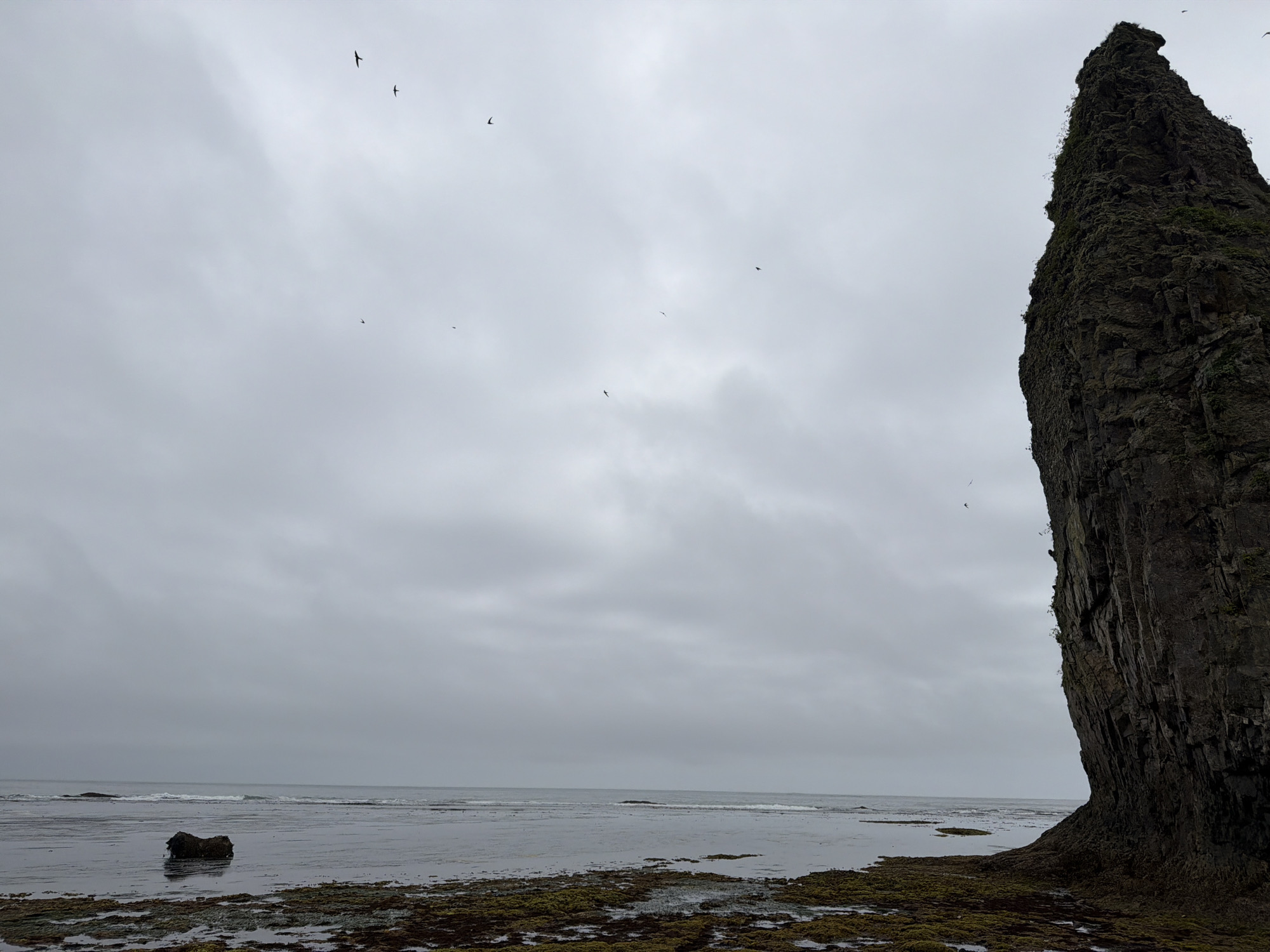 The image depicts a coastal scene under an overcast sky. On the right side of the frame, a large, dark, jagged rock formation rises vertically from the shore. The rock face is textured with vertical striations and appears to be covered in patches of green vegetation near the top. In the foreground, the shore is covered in wet, reddish-brown and green seaweed and algae, with shallow pools of water reflecting the sky. Further out, the ocean stretches to the horizon, with gentle waves breaking on the shore. A few dark, isolated rocks are visible in the water. Several small, dark birds are silhouetted against the grey sky, flying at various altitudes. One lone, darker rock formation is visible in the mid-ground of the water. The overall atmosphere is somber and natural. The location is Yuzhno-Kurilsk, Russia.