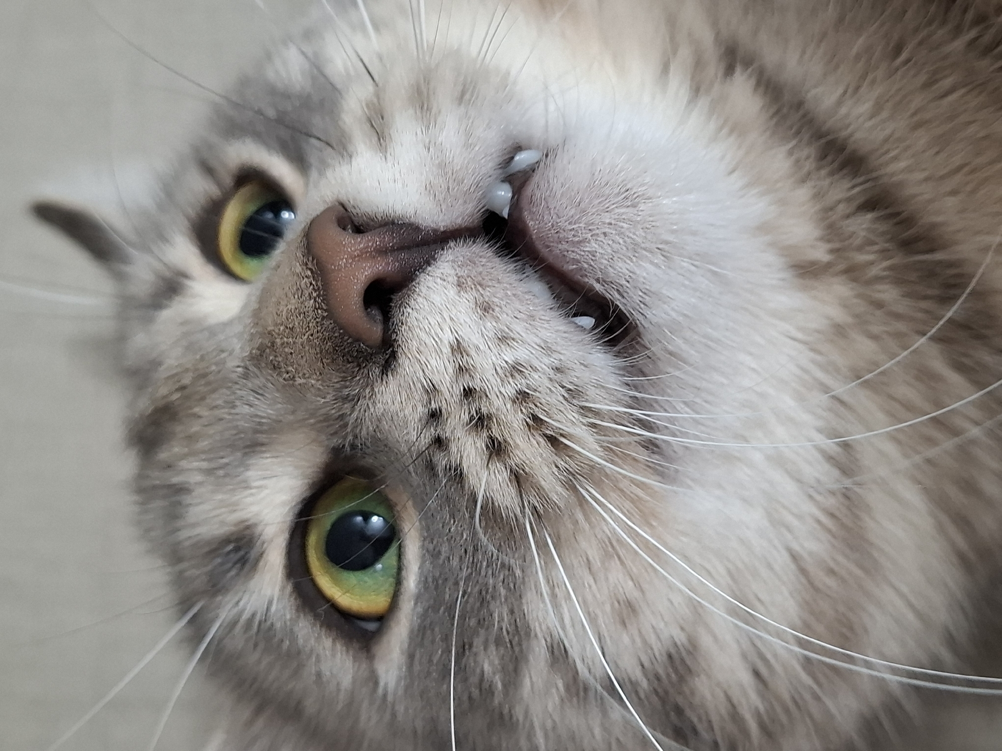 A close-up portrait captures the face of a domestic cat, oriented upside down with its chin angled upwards. The cat's head fills the majority of the frame, set against an out-of-focus, light-colored background.
The cat has soft, short fur with a mix of light grey and tan tones, exhibiting subtle tabby stripes and patterns, particularly around its eyes and on its cheeks. Its most striking features are its large, expressive eyes, which are a vibrant green with distinct golden-yellow rings around the dark, dilated pupils. Long, delicate white whiskers radiate outwards from its muzzle.
The cat's dark pink nose is prominent in the center of the frame, and a glimpse of its small, sharp lower canine teeth is visible, contributing to a playful or slightly surprised expression. The lighting is soft and even, highlighting the texture of its fur and the intensity of its gaze as it looks directly at the camera. No specific activity beyond looking at the camera is depicted. There are no discernible details regarding the time of day, weather, or specific location. No text is visible. The overall mood is one of curious engagement.