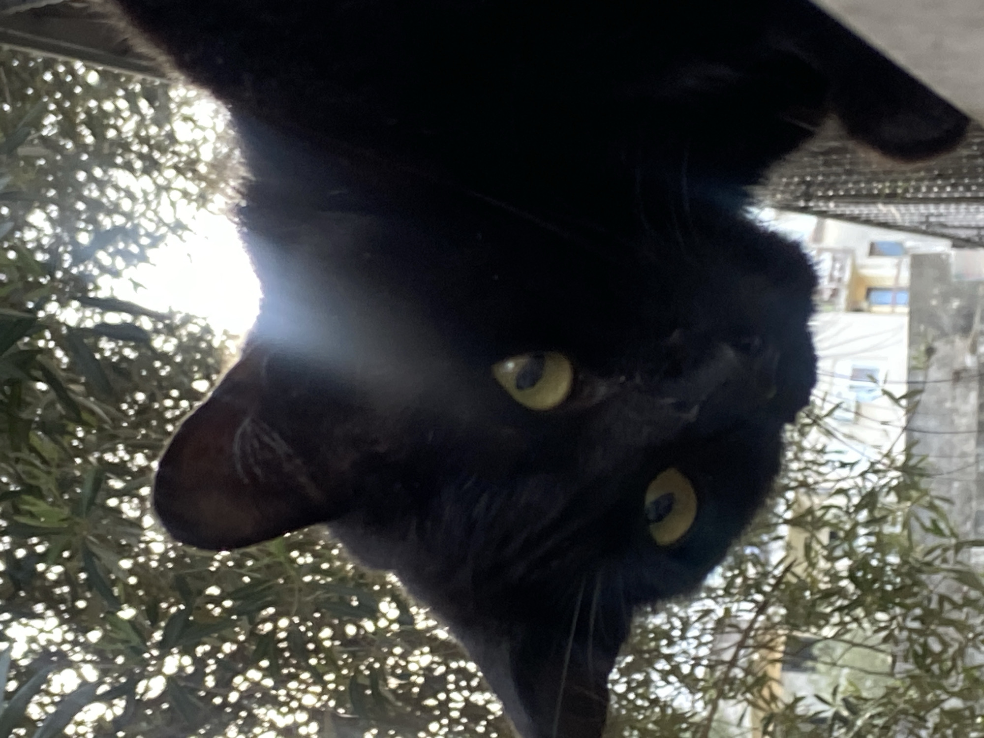 A black cat is viewed upside down with bright yellow eyes. The cat's fur is glossy, and its whiskers are partially visible. The background consists of foliage, appearing as blurred greenery with dappled sunlight shining through the leaves. In the upper right corner, a building with windows is visible, along with a wire mesh structure. Based on the architectural style of the building and the type of foliage, the location is likely Budva, Montenegro.