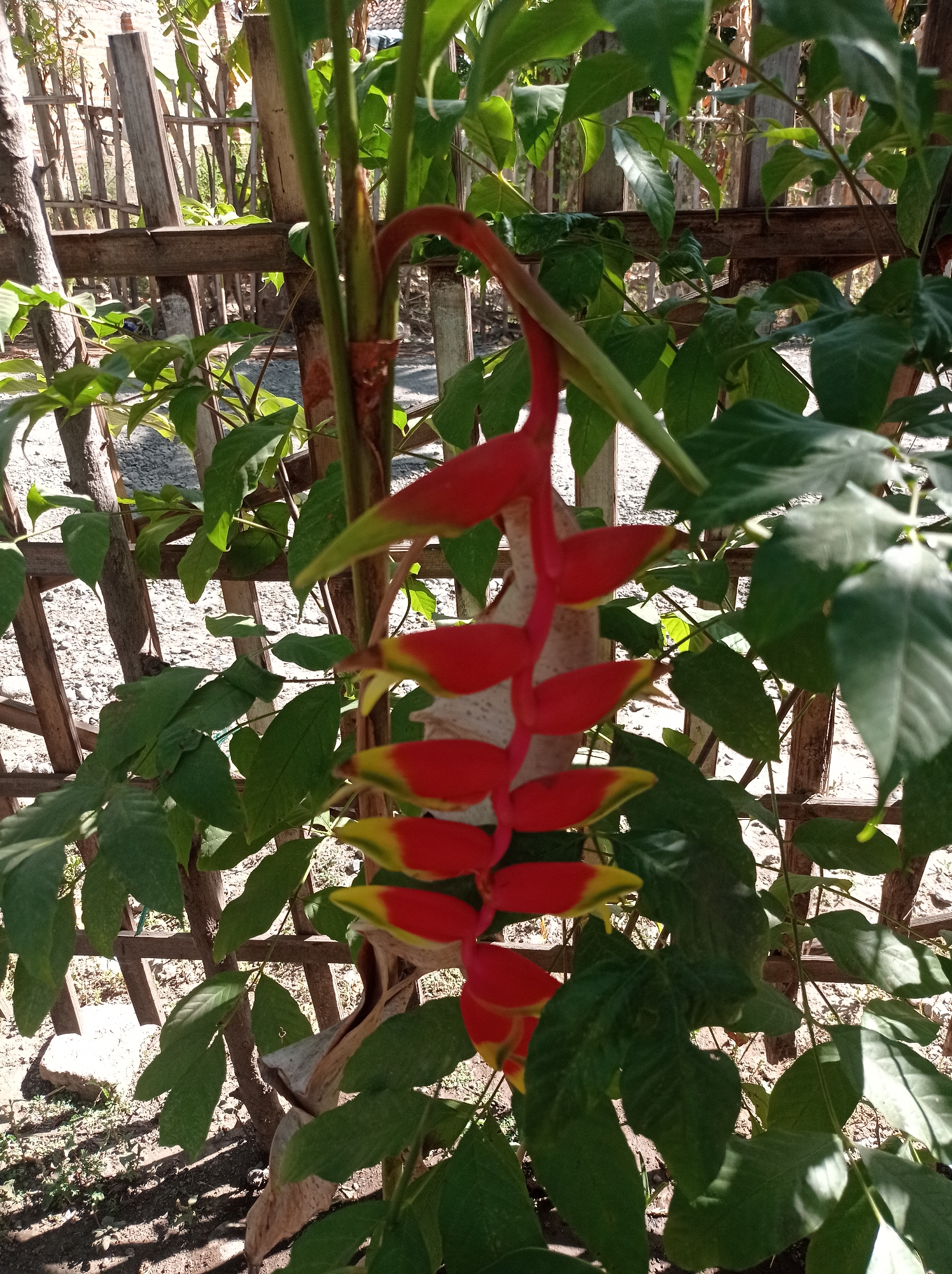 An outdoor medium shot captures a heliconia flower with bright red and yellow bracts hanging downwards against a backdrop of lush green foliage and a rustic wooden fence. The fence, constructed from weathered, uneven planks, runs diagonally across the background, suggesting a backyard or garden setting. Sunlight casts dappled shadows on the ground, which is covered in small stones and dry leaves, indicating a dry environment. The heliconia flower, the primary subject, displays multiple layers of vibrant red bracts tipped with yellow. Its stem is a thick, green stalk. The surrounding leaves are large and varied in shape, some in sharp focus, others slightly blurred, contributing to the depth of the image. The overall scene is natural and appears to be located in a tropical or subtropical region. The presence of the wooden fence and the style of housing visible behind it could suggest a location in a rural or semi-rural area within Mimbo, Indonesia.