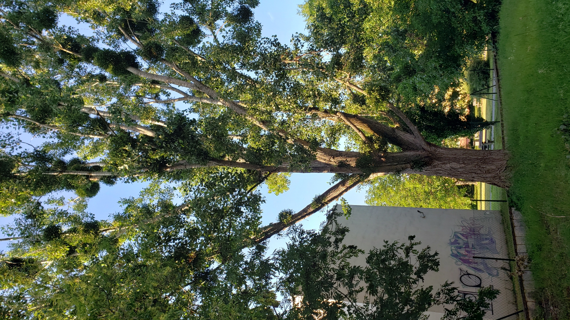 This media file is a photo of a large tree with mistletoe growing on its branches, taken from a low angle looking upwards. The tree has a thick, textured trunk and sprawling branches covered in lush green leaves. Several large, round clusters of mistletoe are visible high up on the branches. The sky above is a clear, bright blue, suggesting a sunny day.
In the background, to the right of the tree, a neatly mowed green lawn and a chain-link fence are visible. Beyond the fence, there is a glimpse of a path and more greenery, possibly a park or garden area. To the left and below the tree, a white building with graffiti on its exterior is partially visible, as is a section of the chain-link fence in front of it.
The sunlight casts dappled shadows through the leaves, indicating it is likely daytime, possibly late afternoon given the angle of the light. The overall impression is of a serene, natural setting with an urban element introduced by the building. No people are visible in the frame. The graffiti on the building is abstract and features purple and blue spray paint. No other text is discernible. The scene is set in Prešov, Slovakia.