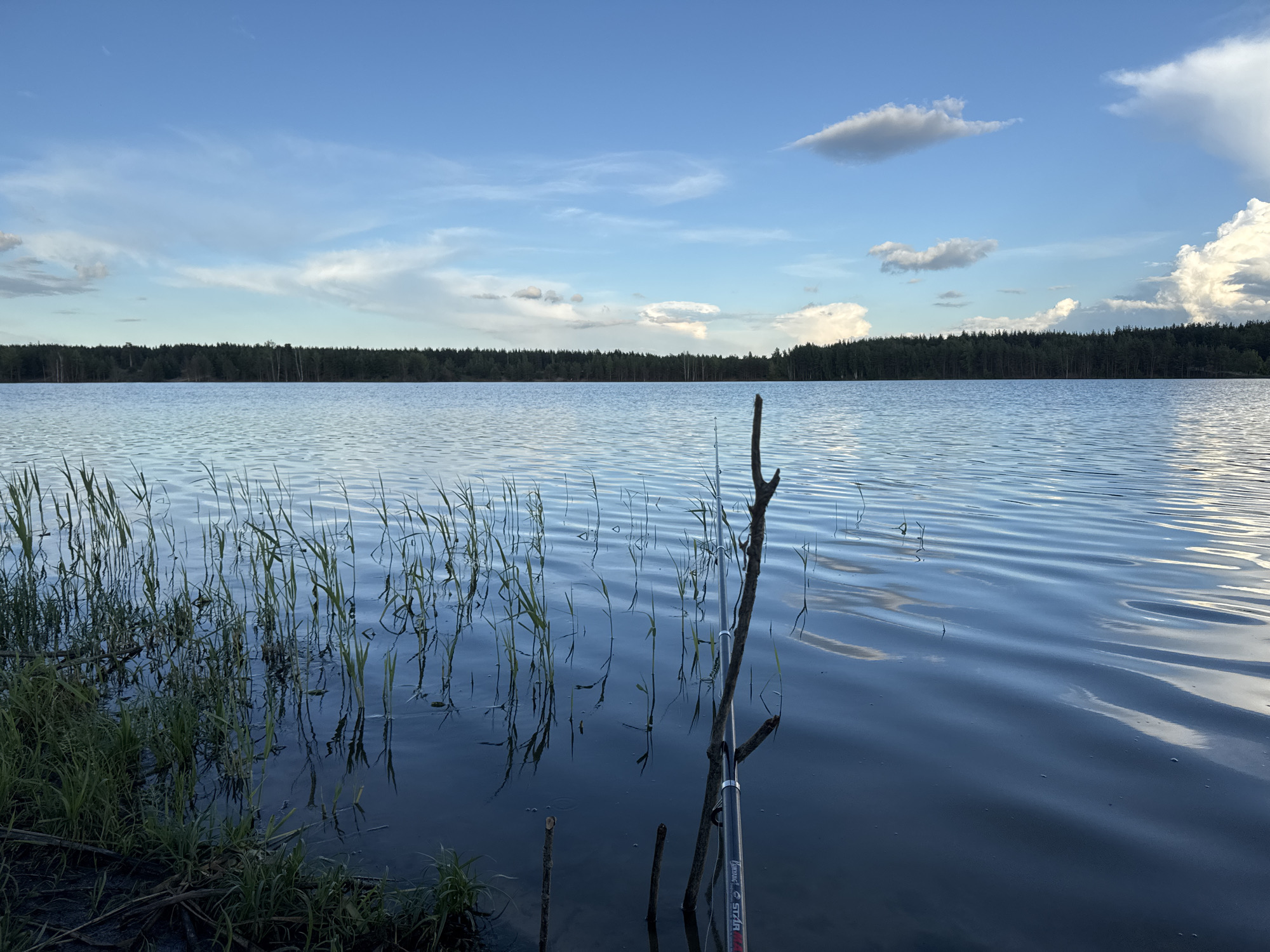 The image depicts a serene natural landscape at the edge of a calm lake, likely in or near Nazhitsy, Russia. The foreground is dominated by tall, green reeds growing from the dark, muddy shore. These reeds are partially submerged in the clear, blue water, which is rippled, creating a shimmering effect. A single, dry, gnarled branch stands upright in the water, its reflection visible below. To the right of the branch, a fishing rod is partially visible, suggesting recreational activity.
In the mid-ground, the lake stretches out towards a dense, dark green forest that forms a horizontal line across the horizon. The trees appear to be coniferous, with a few lighter-colored trees interspersed.
The sky above is a vibrant blue, punctuated by scattered white clouds. Some clouds are wispy and elongated, while others are more voluminous and puffy. The lighting suggests it is either early morning or late afternoon, with the sun casting a gentle glow on the scene. The overall atmosphere is peaceful and tranquil, characteristic of a rural or natural setting. There are no people visible in the image.