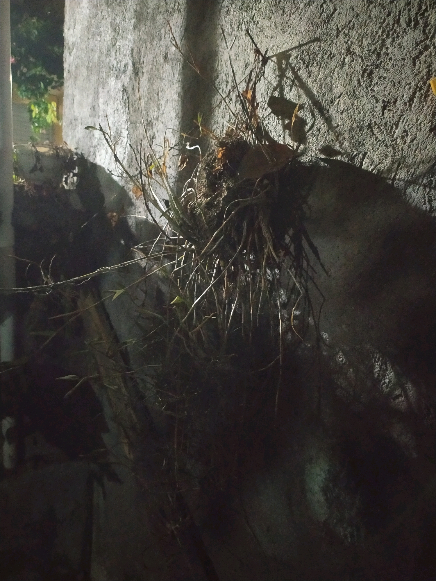 This image, taken in Glagahwangi, Indonesia, depicts a rough, textured concrete wall illuminated by artificial light, casting distinct shadows. A cluster of dry, tangled plant material, including thin stems and roots, is affixed to the wall, appearing to be a natural growth or possibly debris. The background is dark, with some out-of-focus greenery visible to the left, suggesting an outdoor setting. The overall impression is one of neglect or a natural encroachment on a man-made structure. There are no people or overt actions taking place in the scene.
